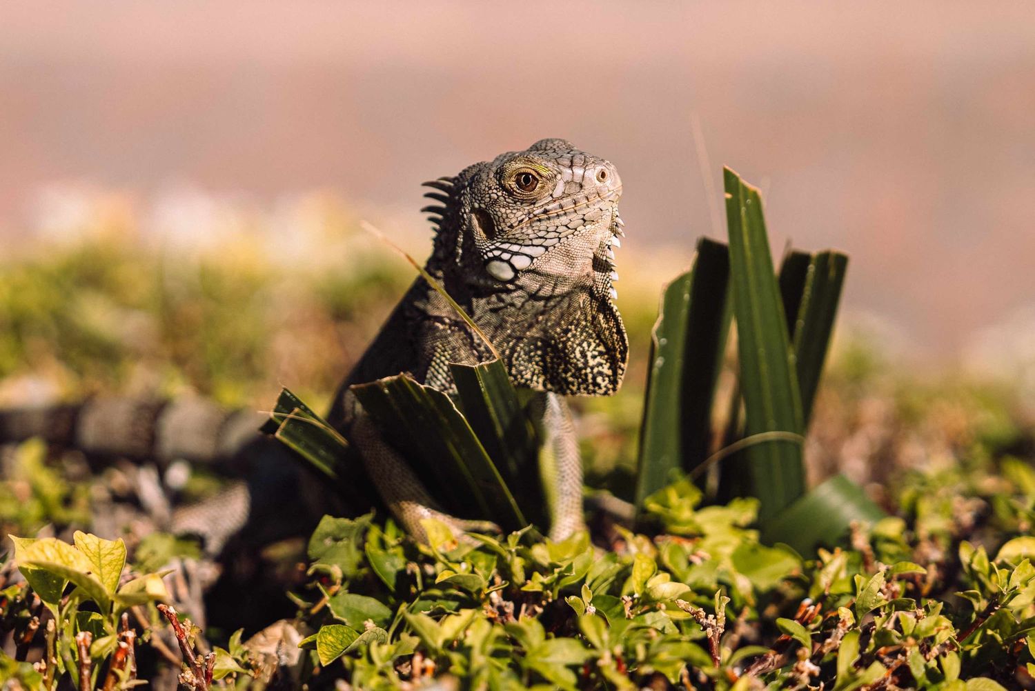 A green iguana peers through lush tropical vegetation, showcasing its textured scales and dewlap in natural sunlight.