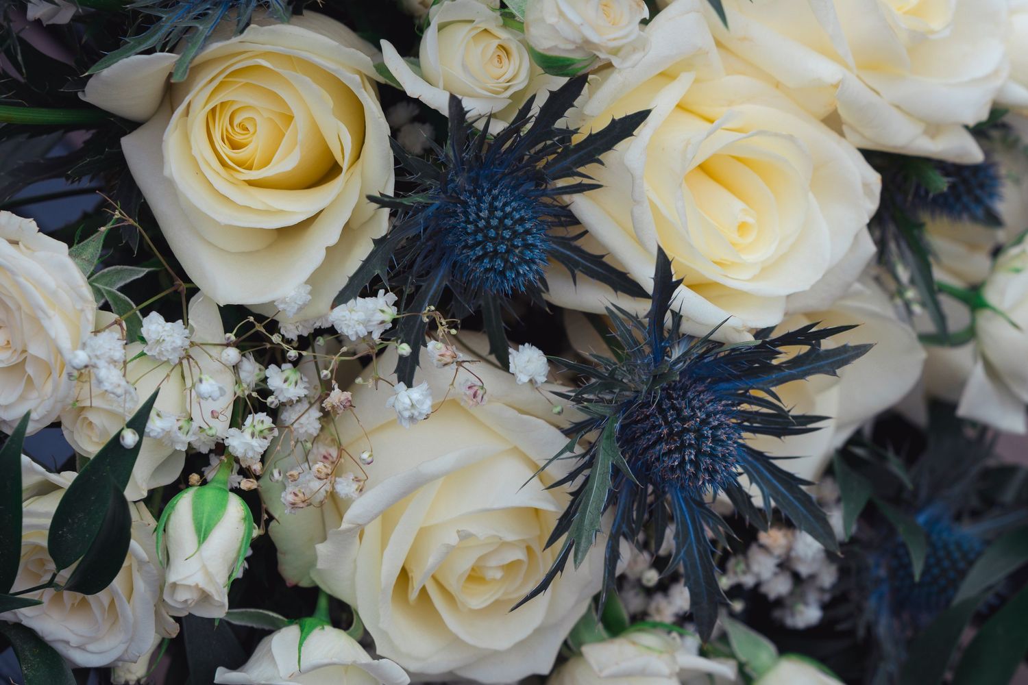 Close-up of a bridal bouquet featuring cream roses and deep blue thistle flowers with baby's breath accents.