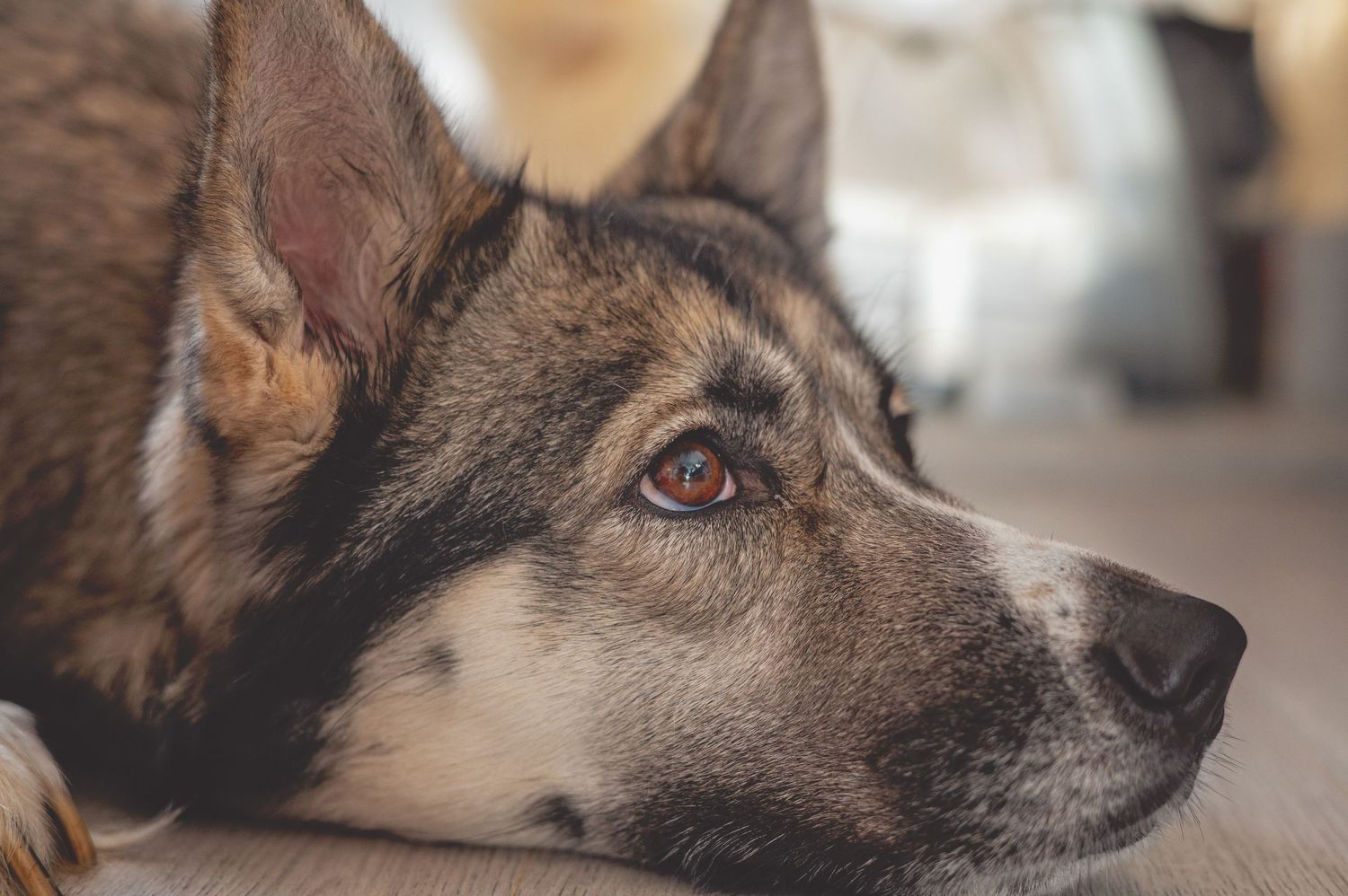 A German Shepherd dog looks intently to the side with alert ears and focused expression.