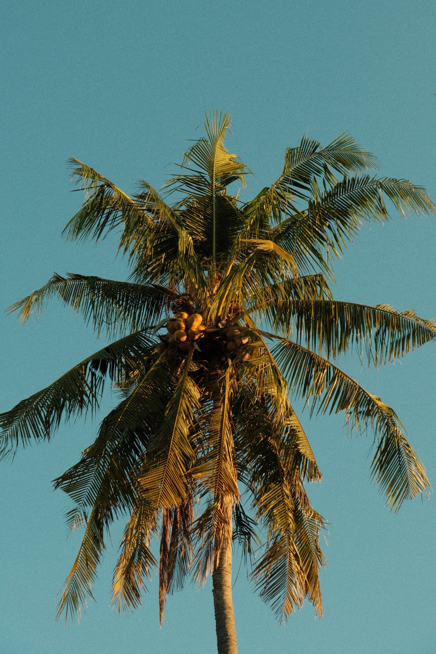 Travel photography capturing a tropical destination