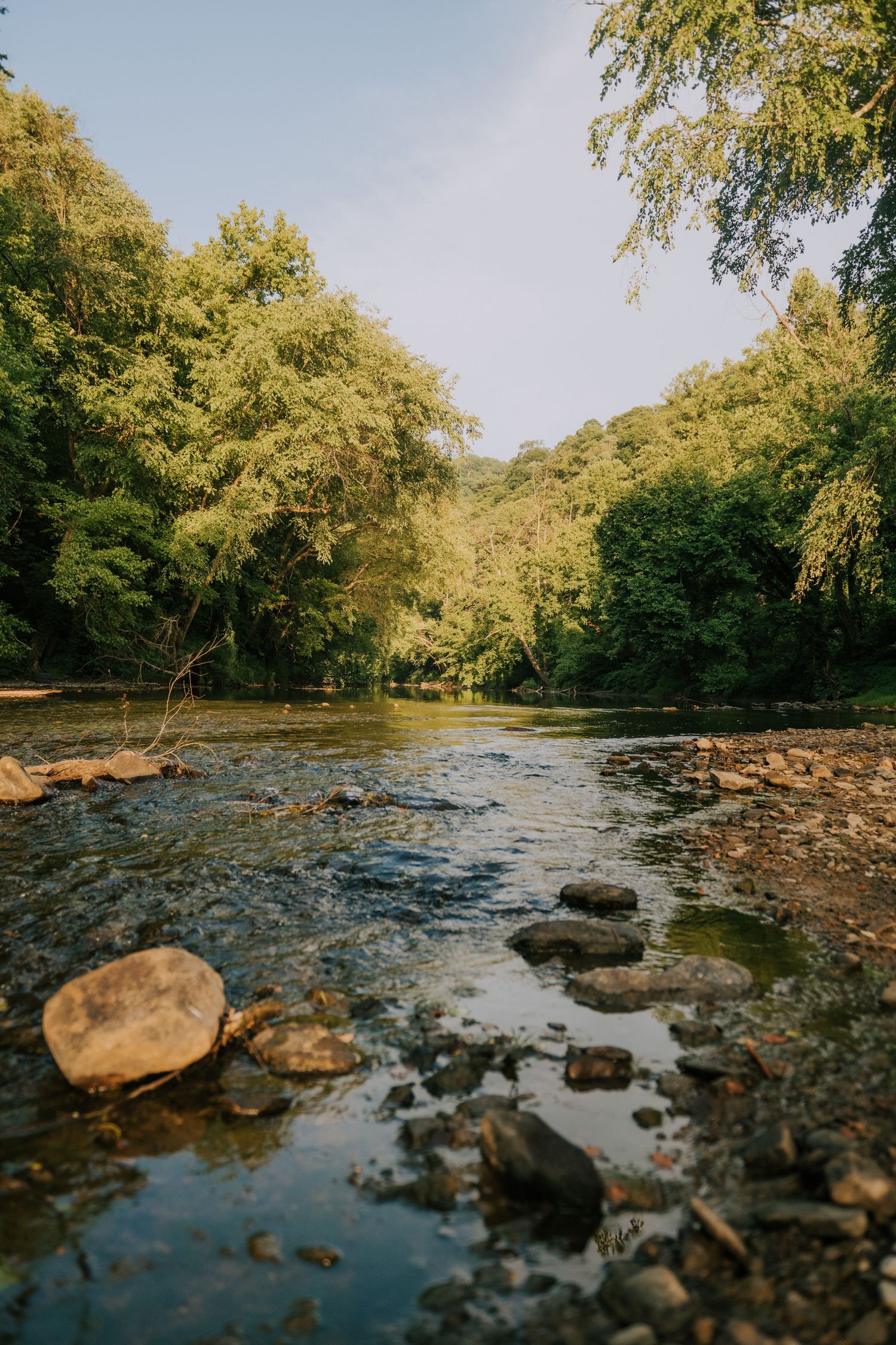 Shallow rocky river flowing through lush green forest with sunlight filtering through trees on a clear day.