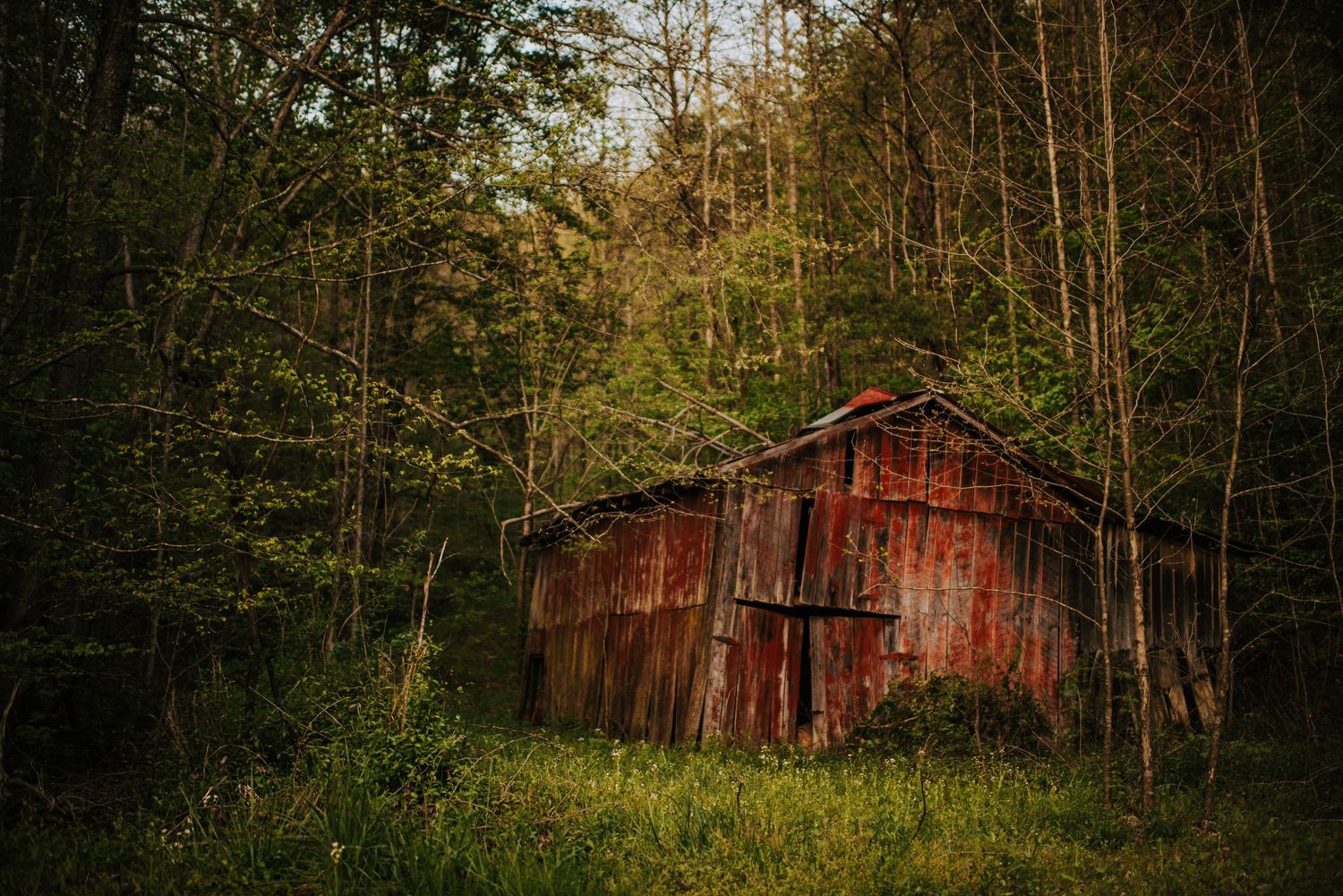 Rustic red barn hidden among trees in a lush forest setting.