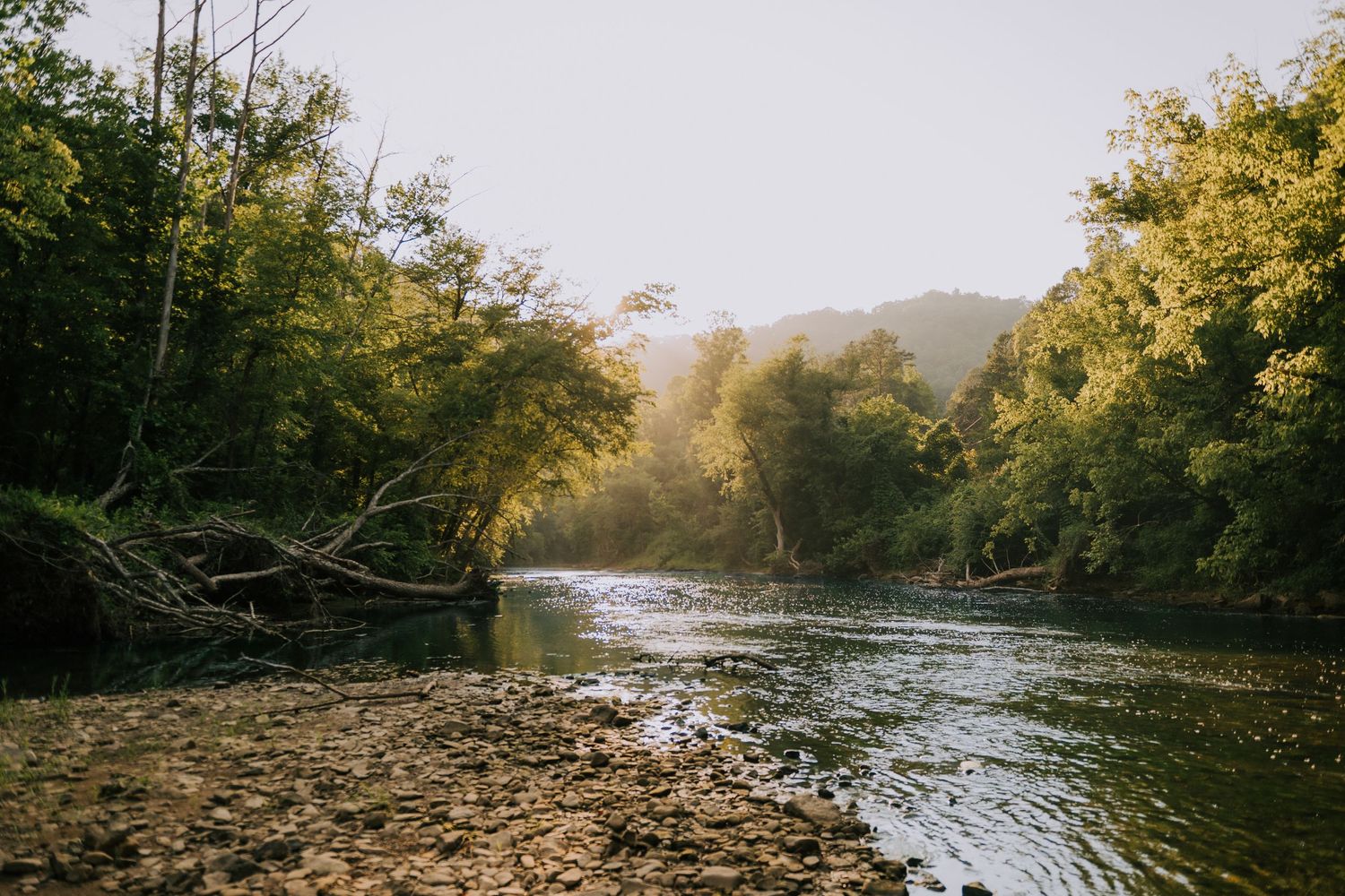 Serene river flowing through lush green forest with sunlight filtering through trees on a calm morning.