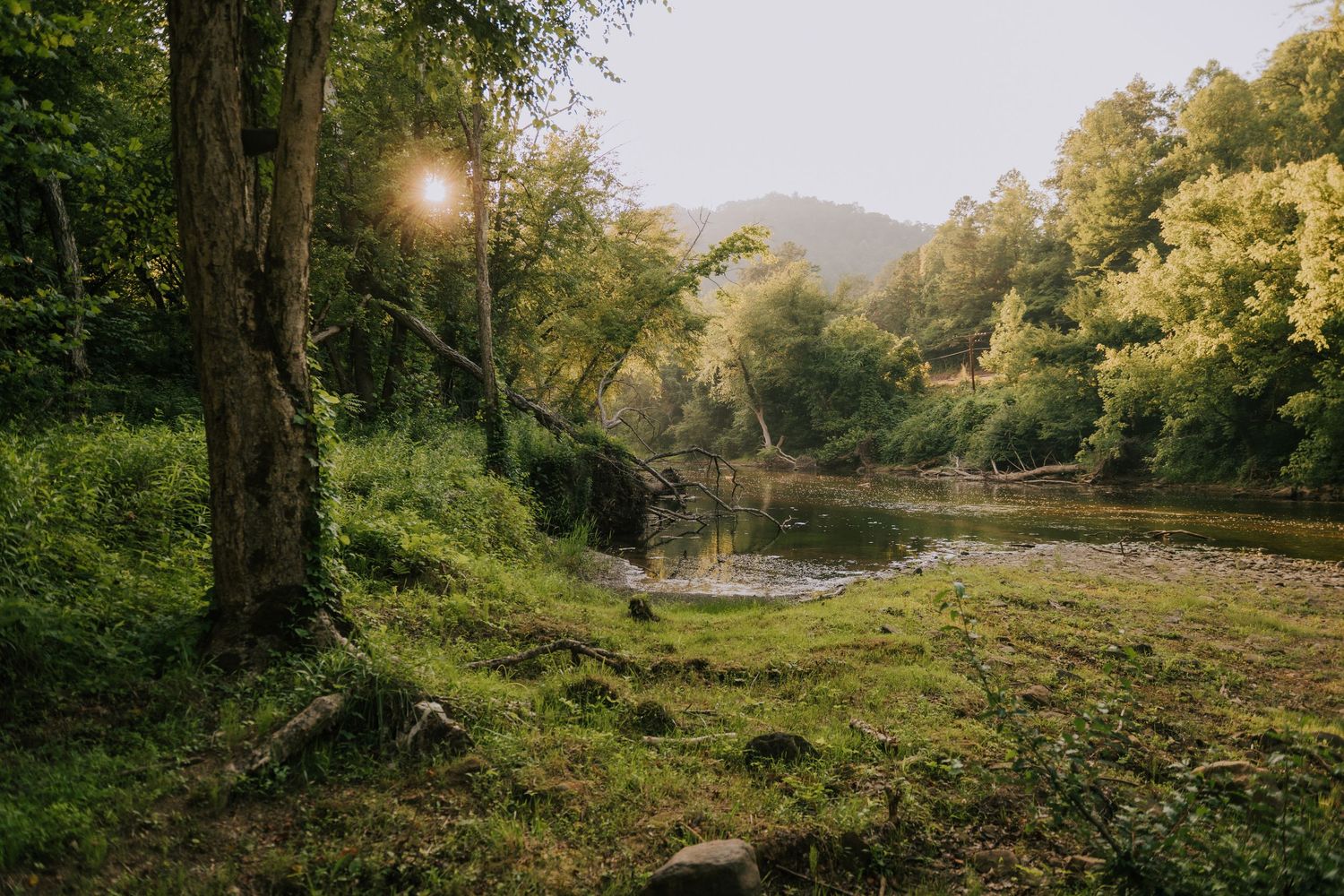 Sunlight filters through lush green trees beside a calm river in a serene forest landscape.