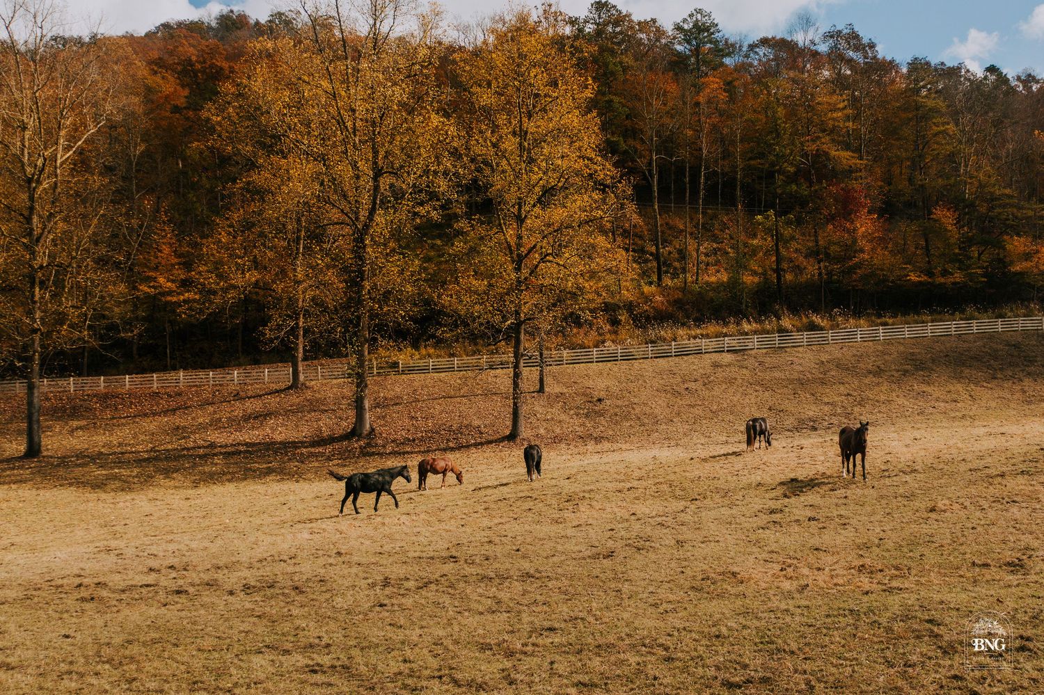 Panoramic view of horses grazing in an autumn field with golden trees in the background.