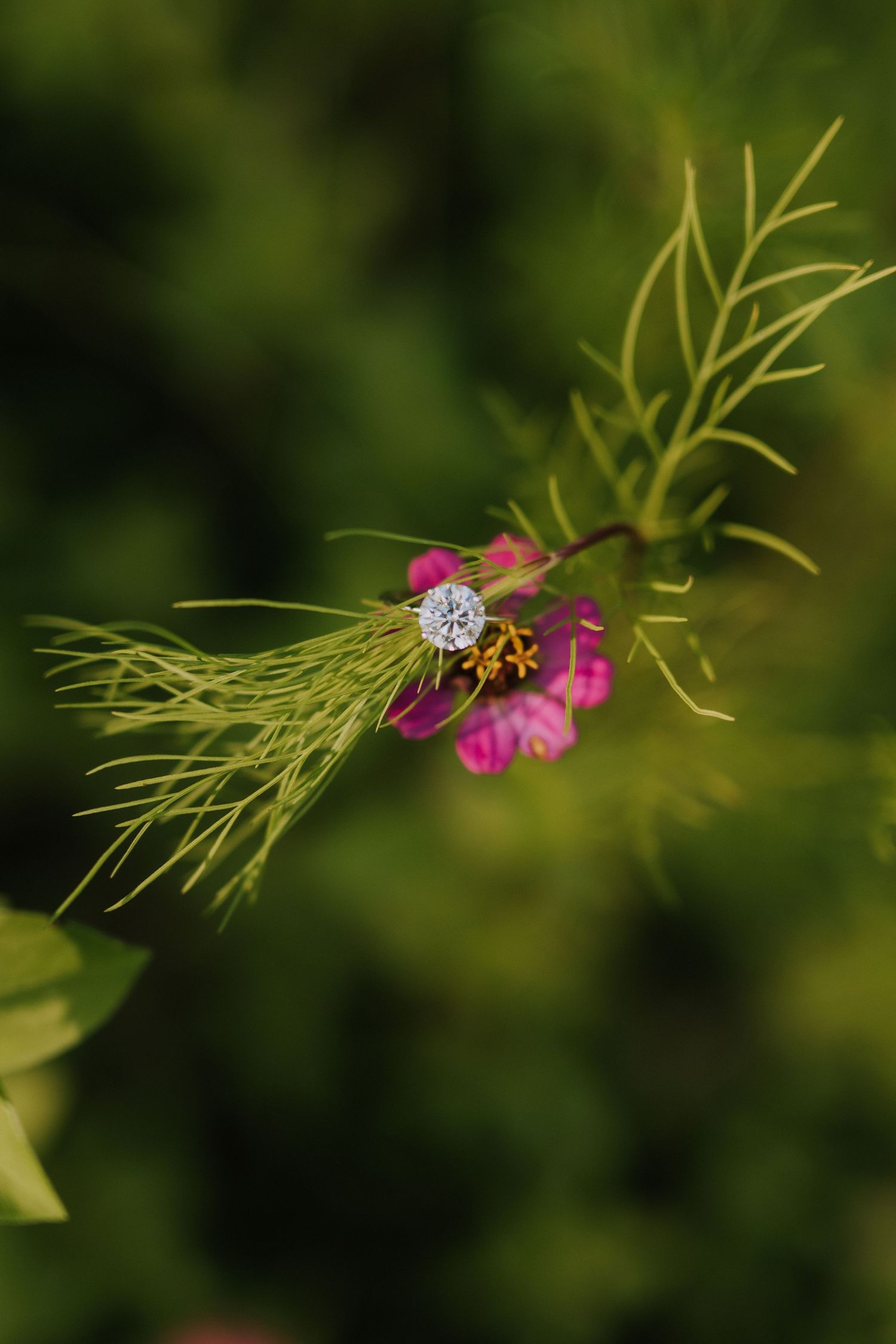 Close-up of delicate pink flowers and ring against blurred green background.