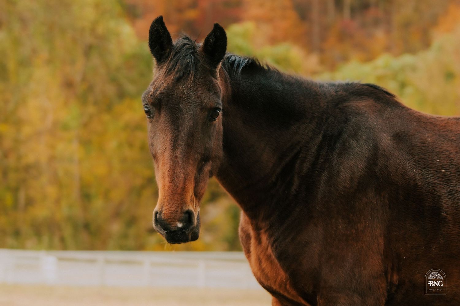 Profile shot of a dark bay horse with reddish tones in warm autumn lighting.