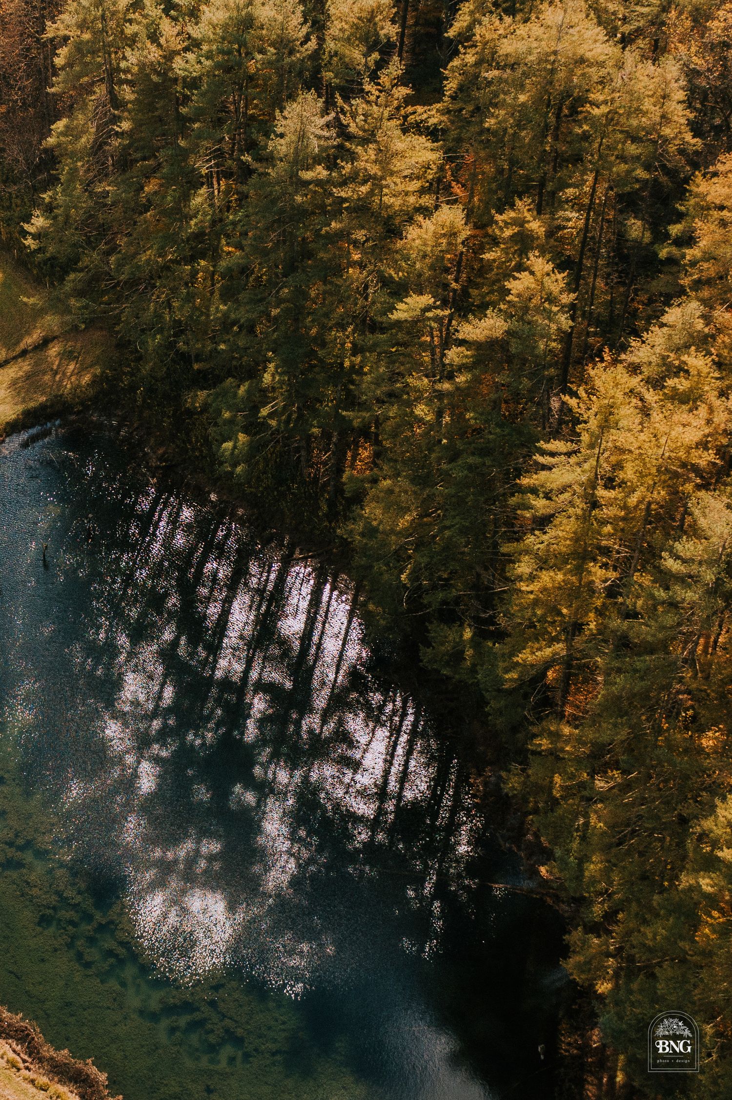 Golden sunlight filtering through dense forest canopy in dramatic aerial shot.