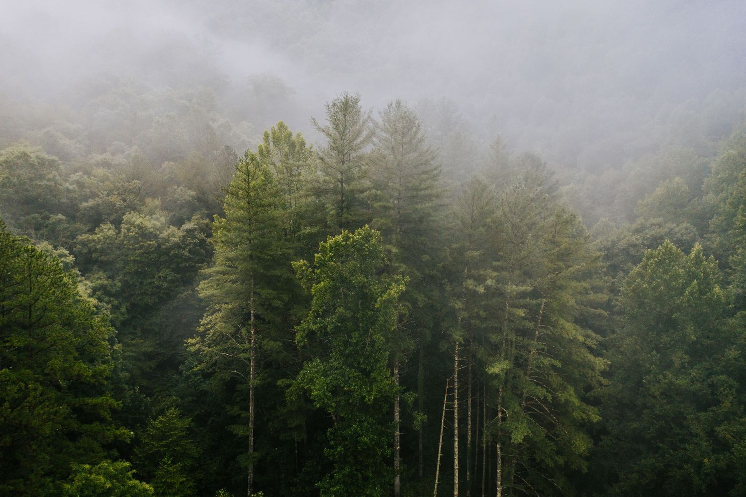Foggy forest canopy with tall pine trees emerging from the mist.