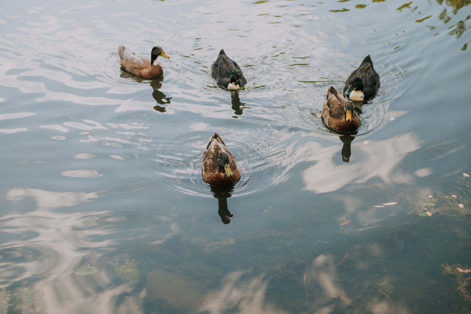 A series of ducks swimming peacefully across calm reflective water.