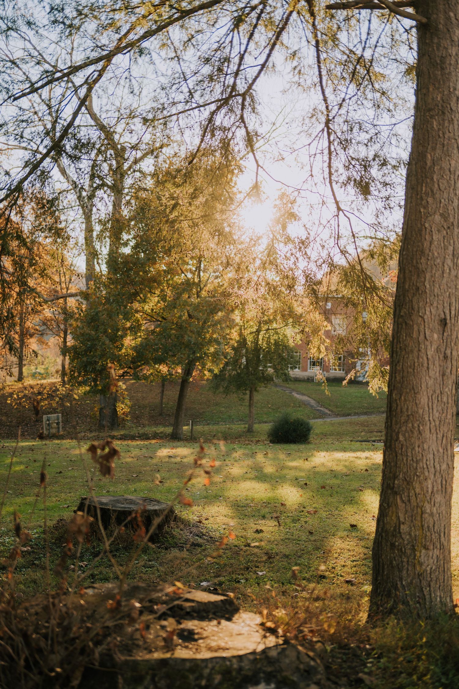 Sunlit wooded area with tall trees casting shadows on grass covered ground.