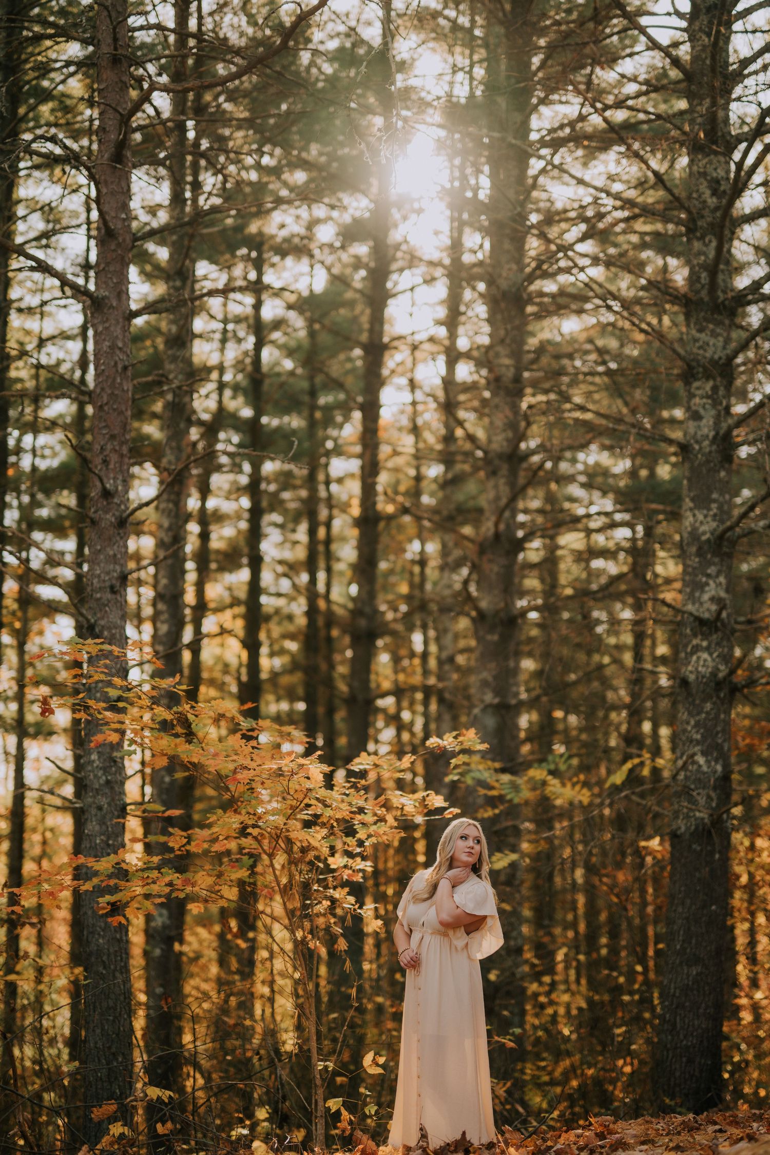 Sunlight streams through tall pine trees with golden autumn foliage.
