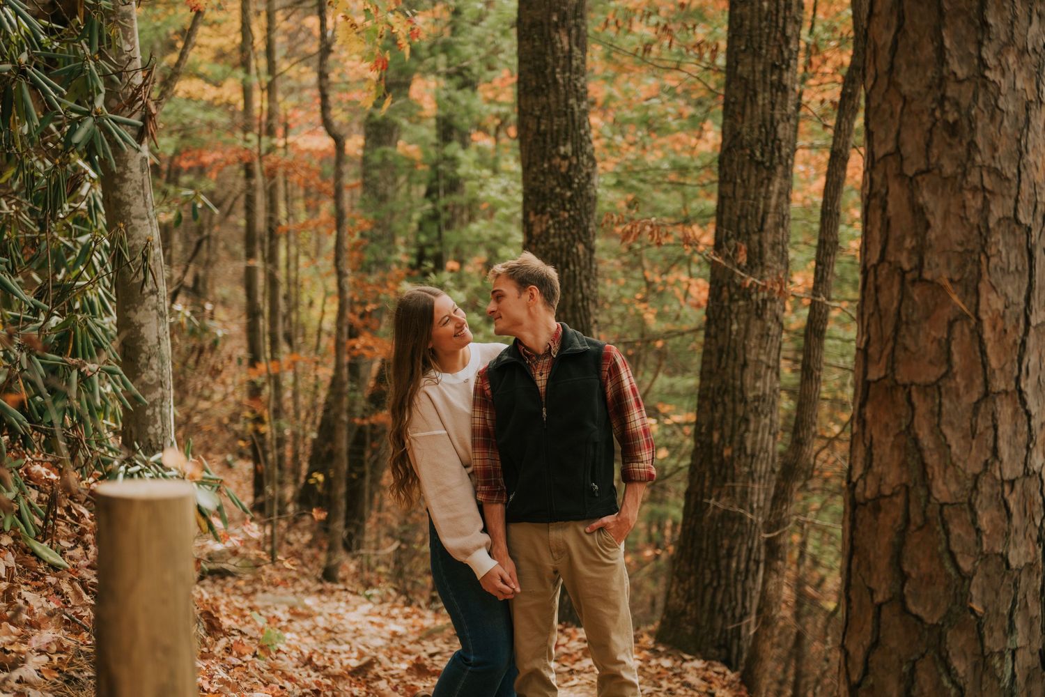 A romantic forest scene with tall pine trees and autumn leaves on the ground.