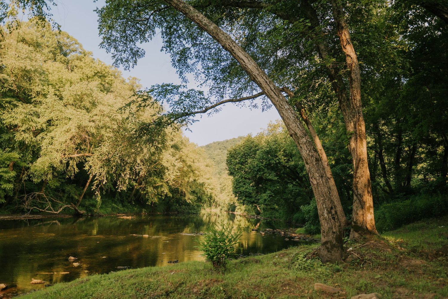 A serene river flows through a lush green forest with a tall tree leaning gracefully over the calm water.