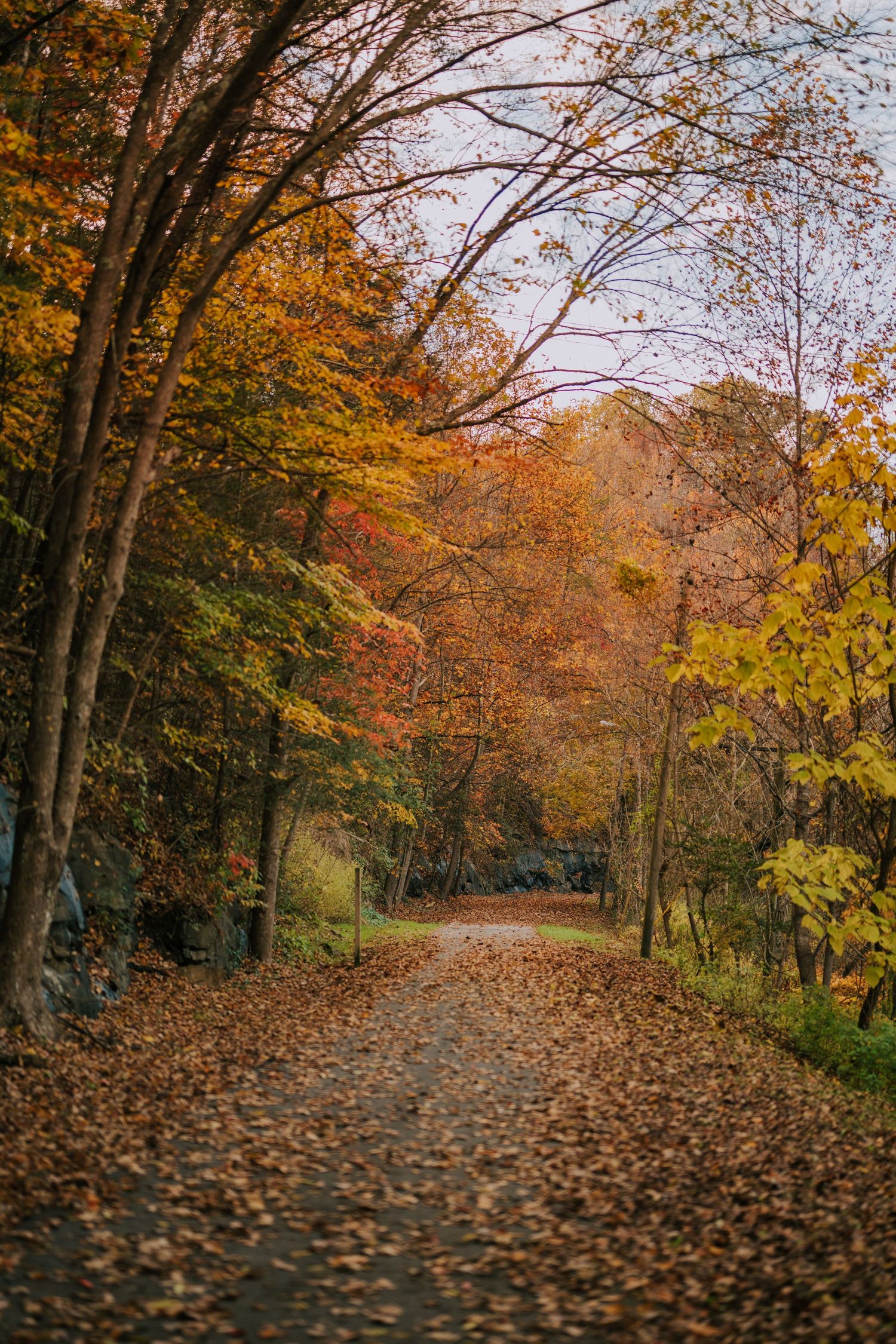 A winding autumn path covered in fallen leaves through a wooded area.
