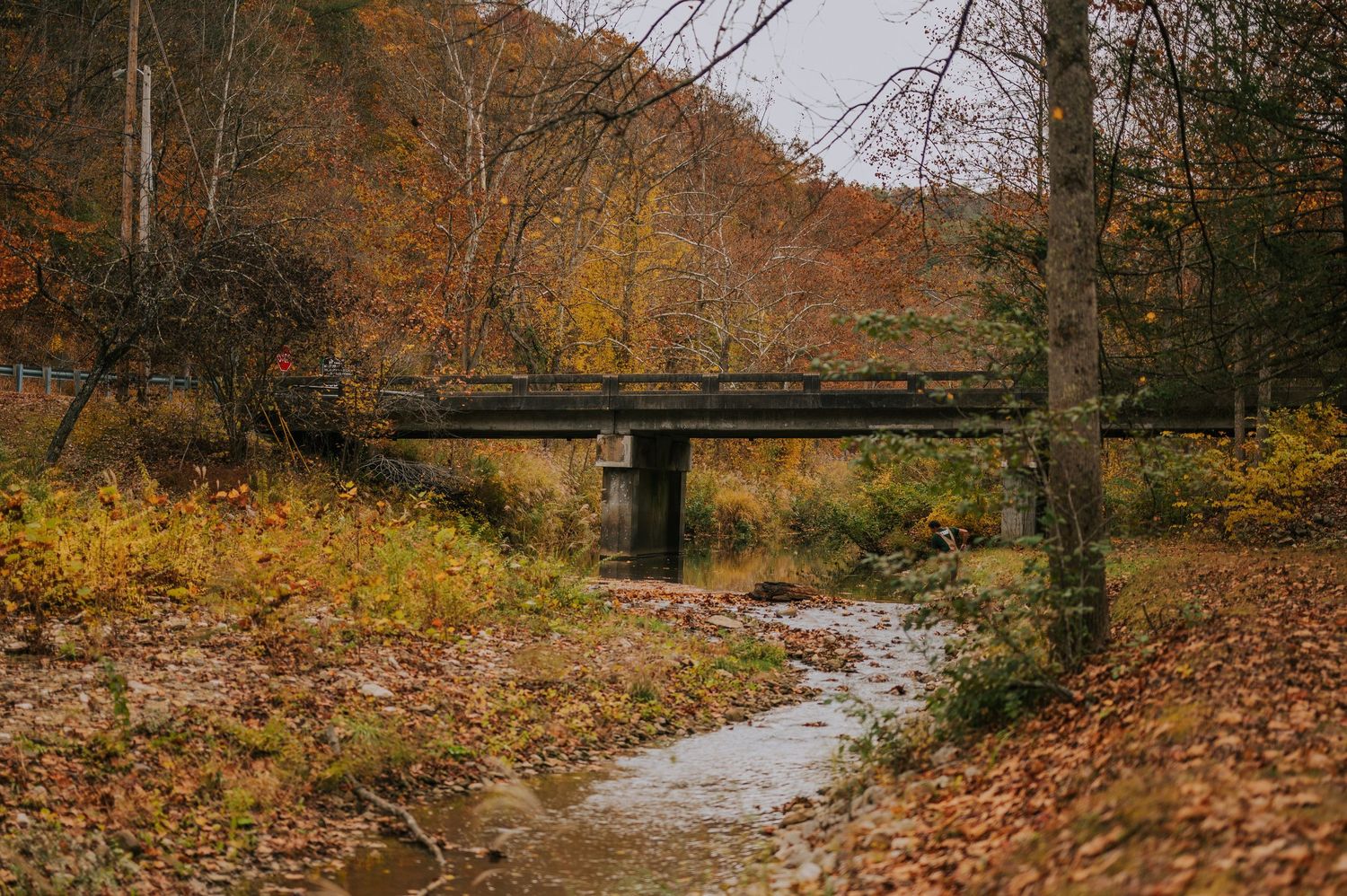 A serene creek flows through a forest landscape covered in fallen autumn leaves.