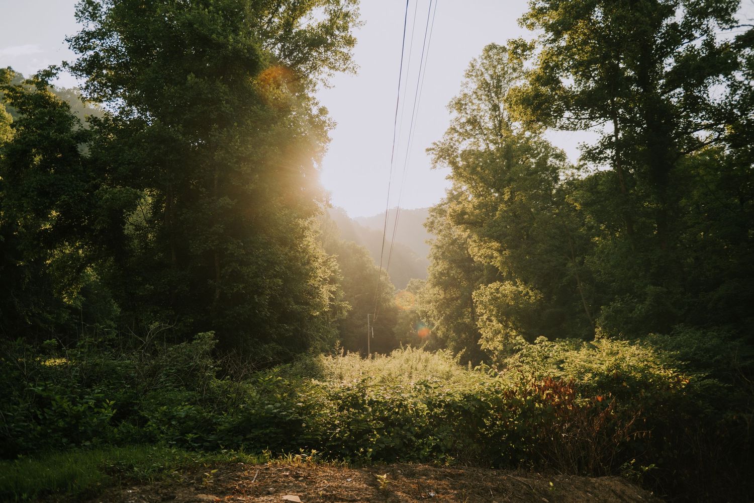 Sunlight filters through lush green forest trees, illuminating a serene woodland path with power lines visible above.