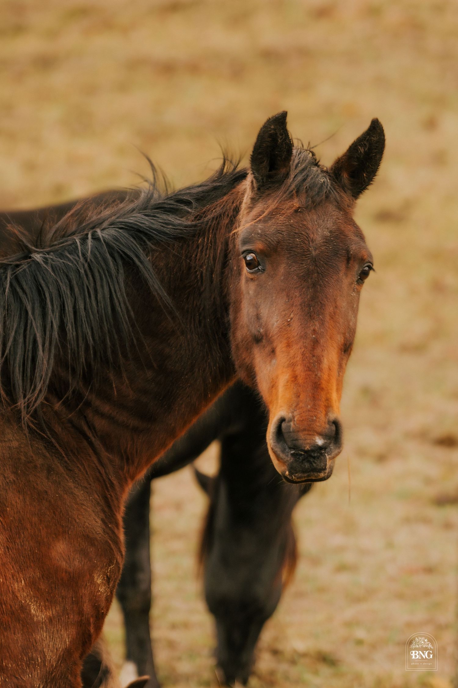 Close-up portrait of a brown horse with dark mane against a blurred background.