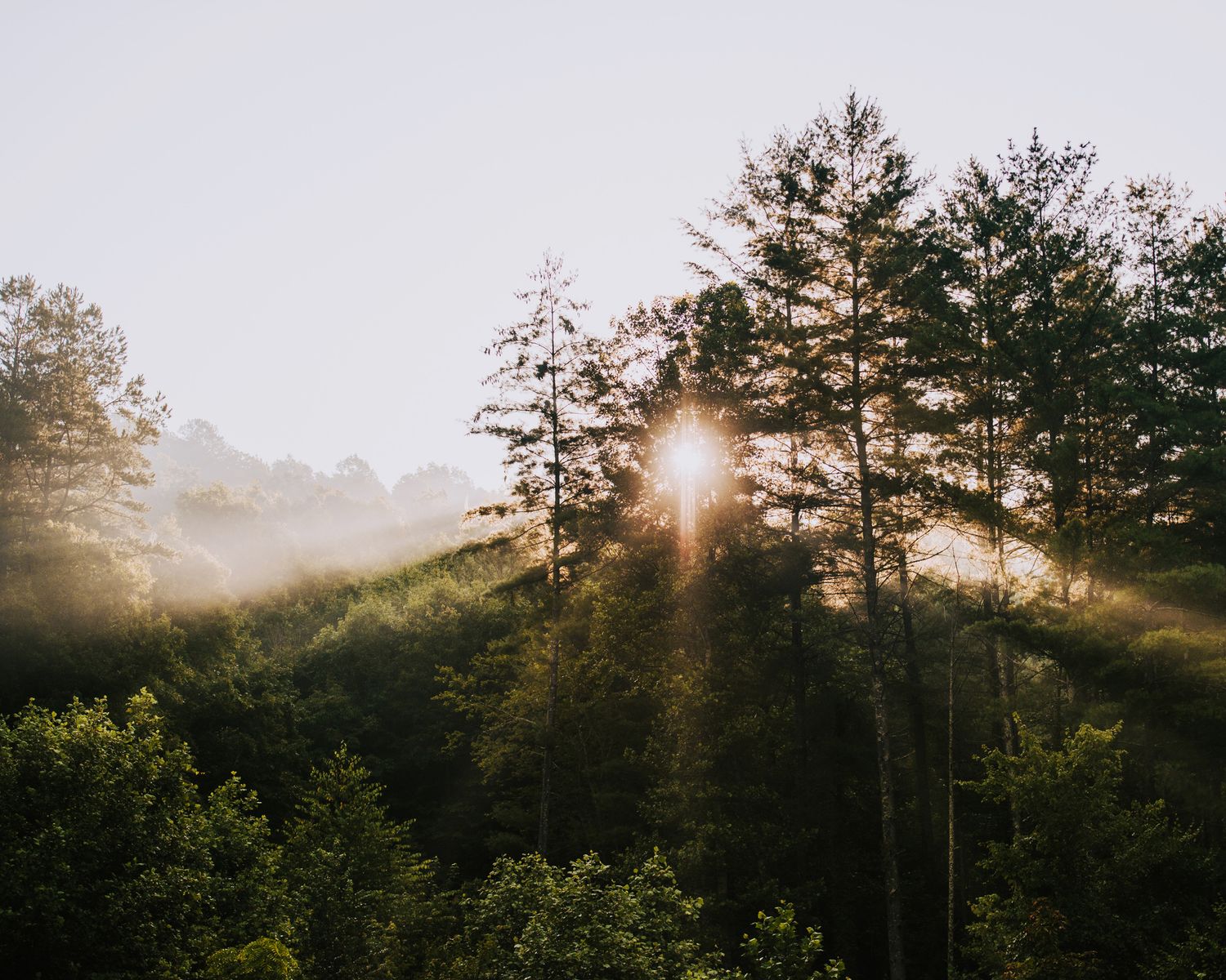 Sunburst through pine trees creating dramatic rays in misty mountain landscape.