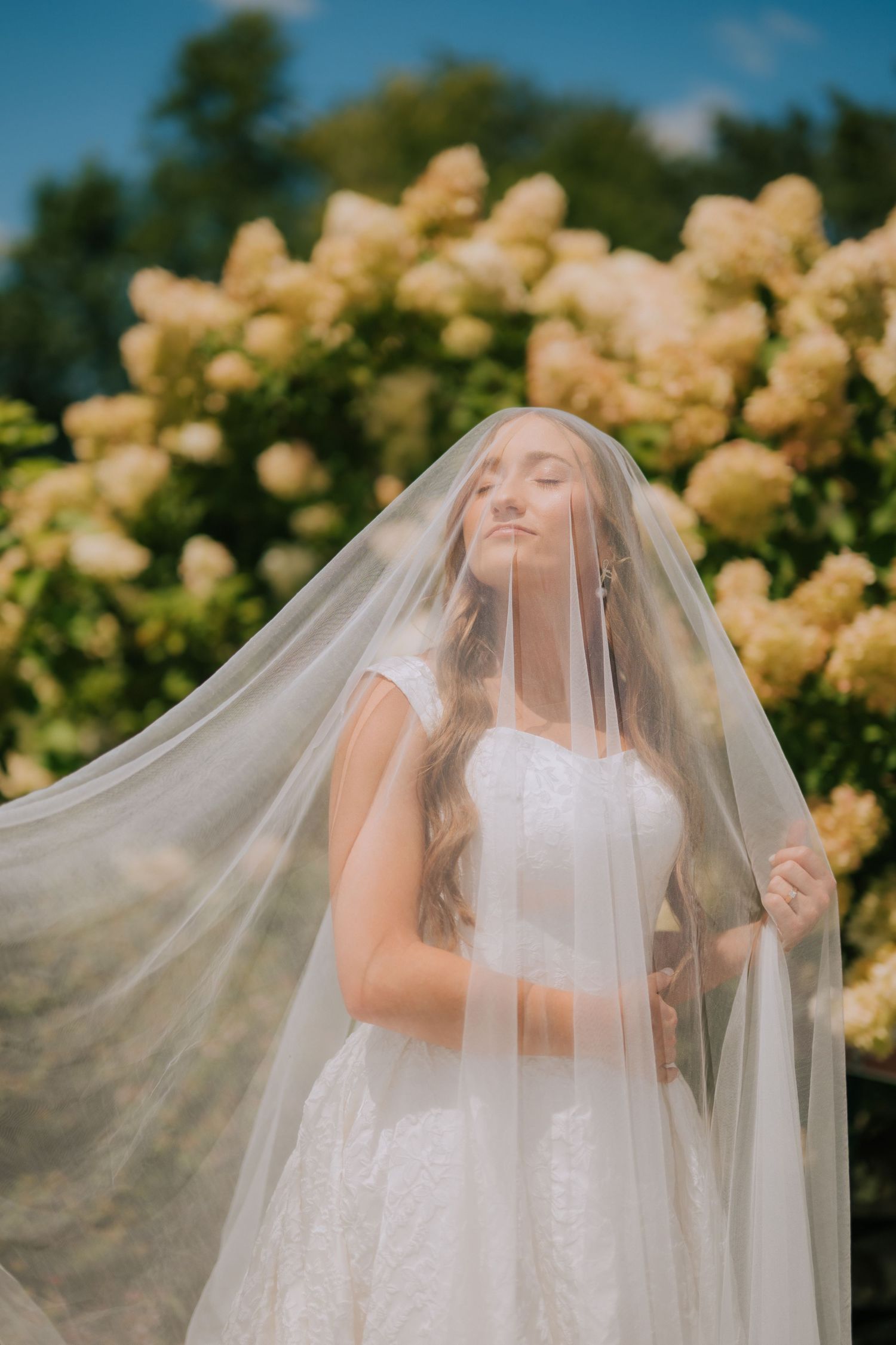 Bride in lace gown lifting flowing veil outdoors with blooming hydrangea bushes in soft natural light.