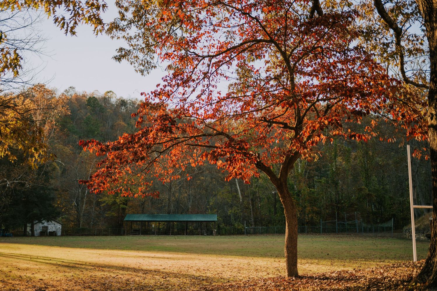 Golden autumn trees line a grassy field during sunset with houses in the distance.