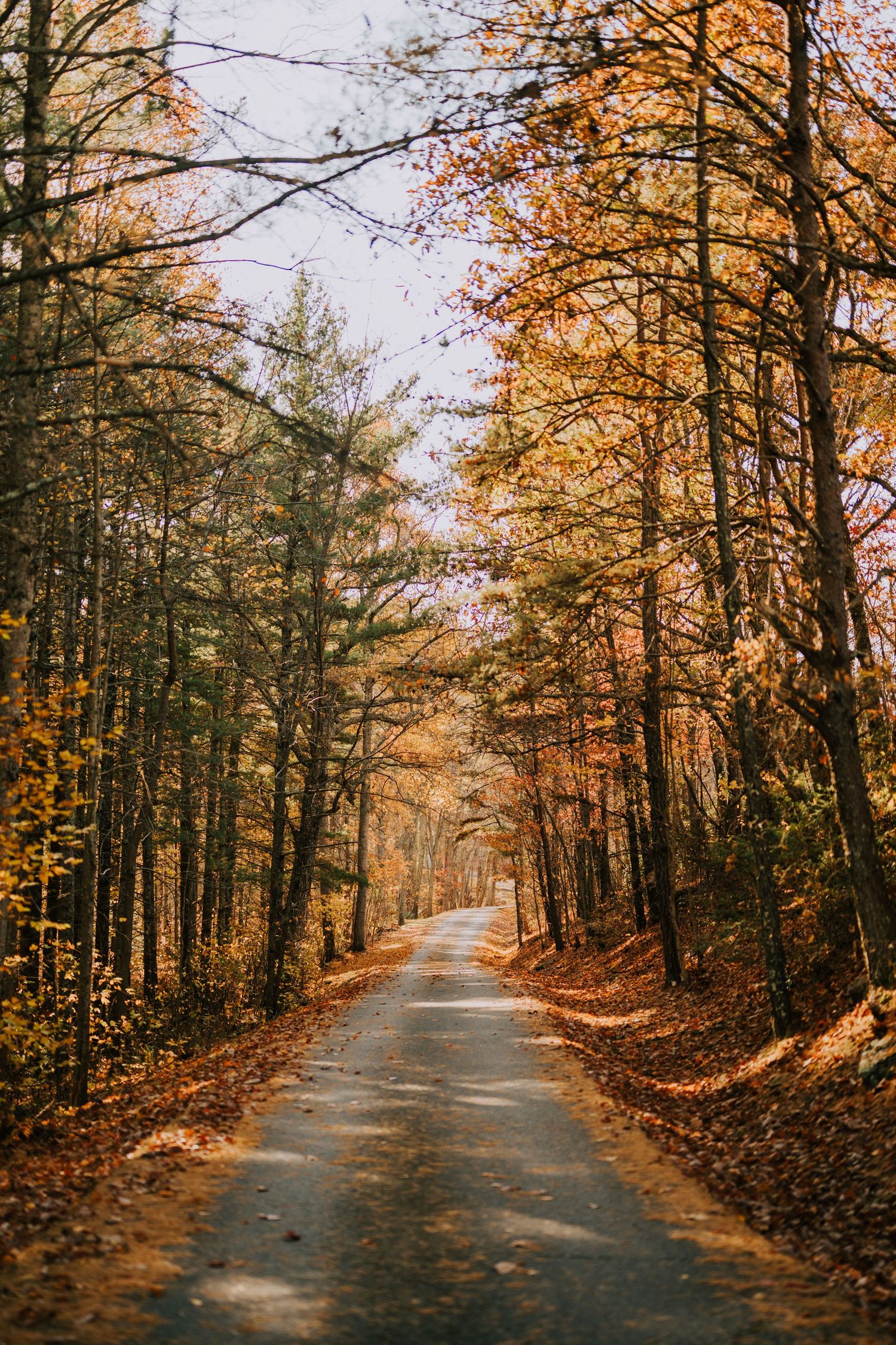 Tree-lined country road covered in fallen autumn leaves creating a natural tunnel.