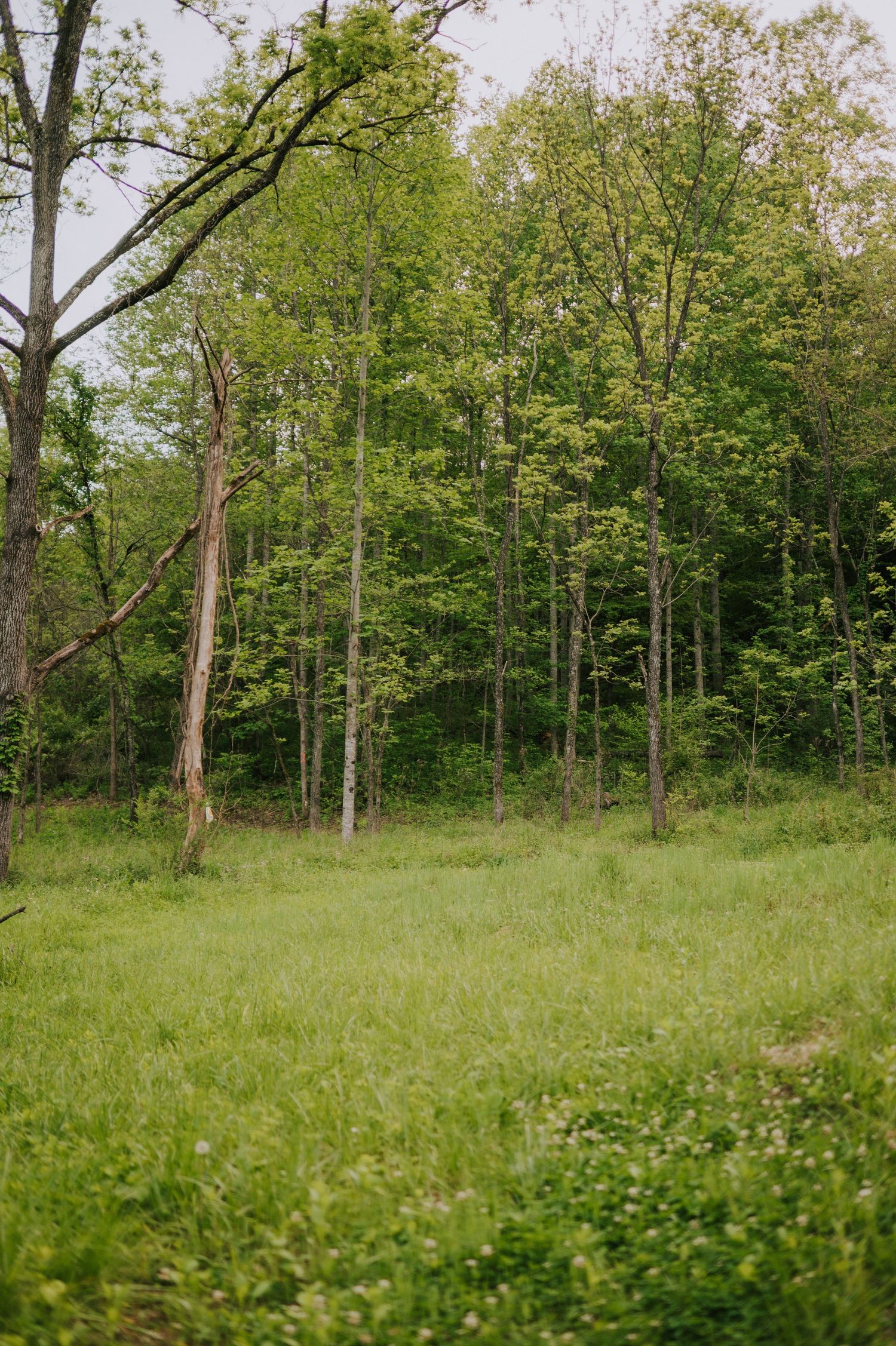 Scenic woodland landscape with tall trees and green grass in a natural meadow setting.