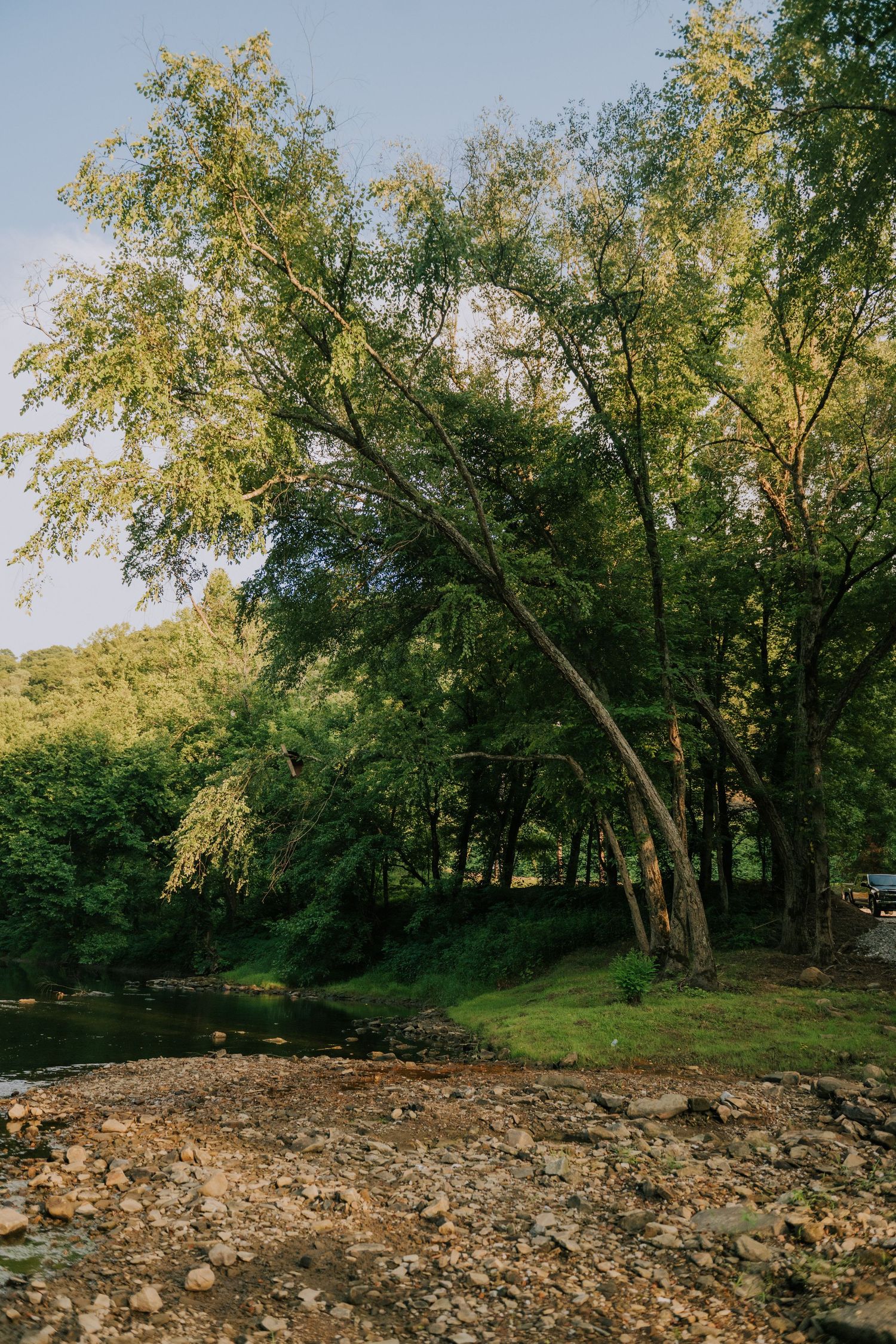 A leaning tree beside a rocky riverbank surrounded by lush green forest under a clear blue sky.