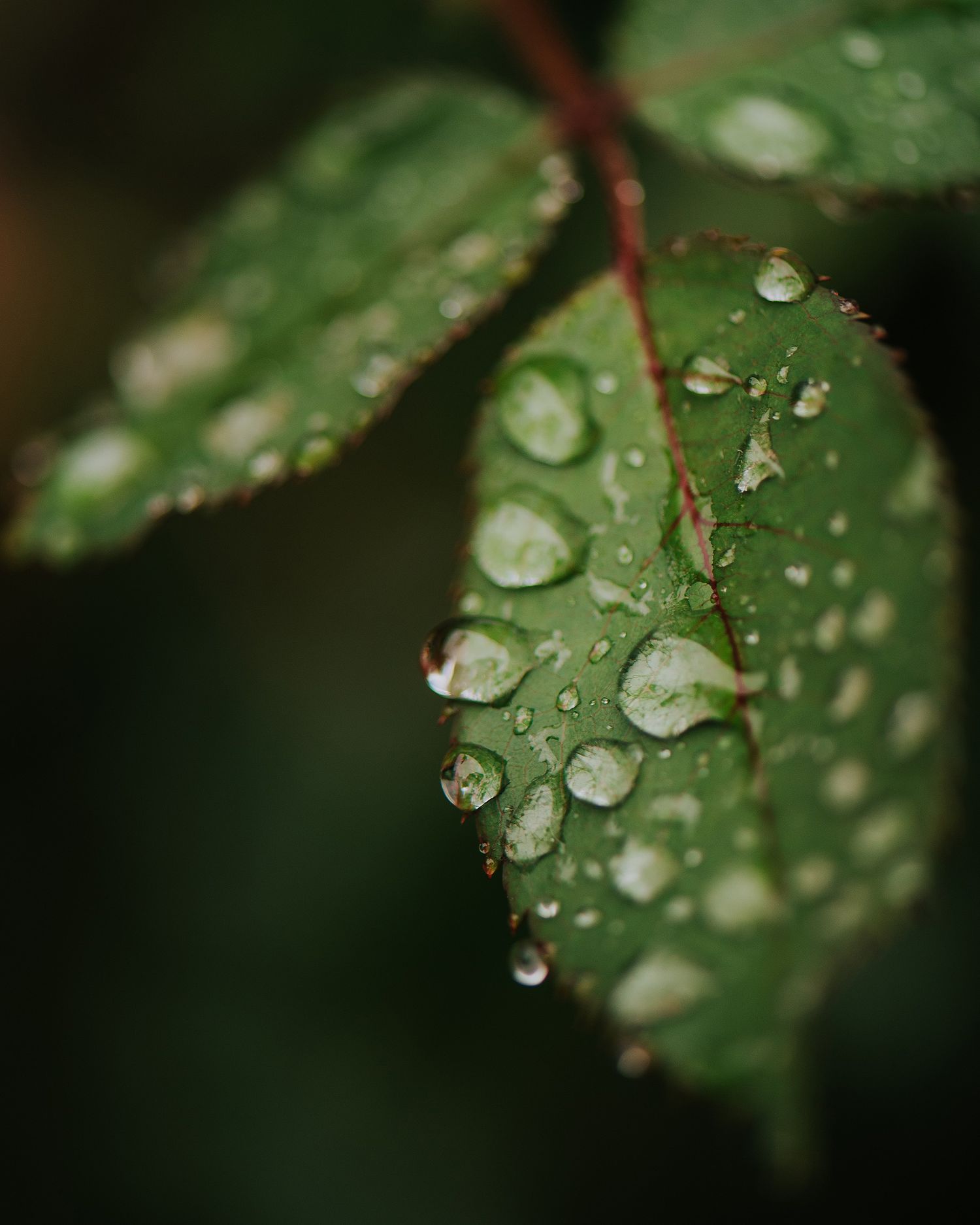 Macro shot of water droplets on green leaves after rain showing crystal clear dewdrops.