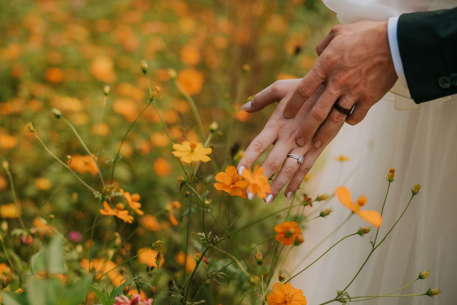 Close-up of hands among vibrant orange wildflowers in a garden setting.