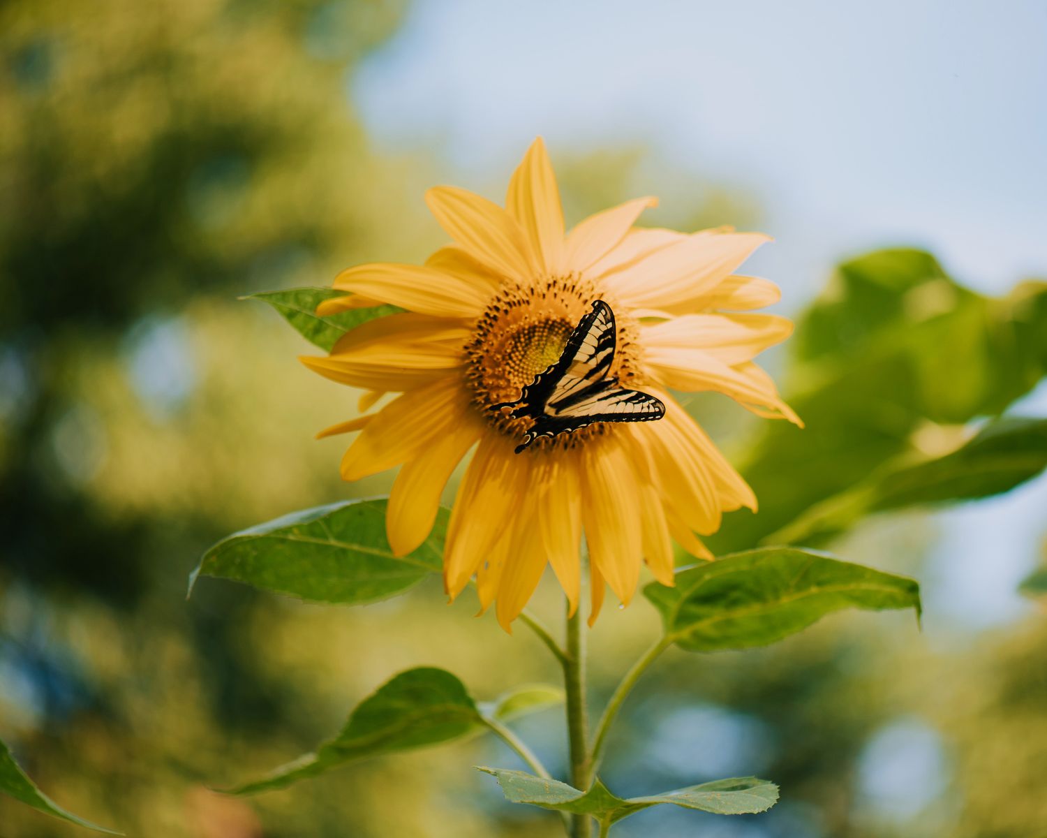 Yellow sunflower with butterfly perched on petals against blurred green background.