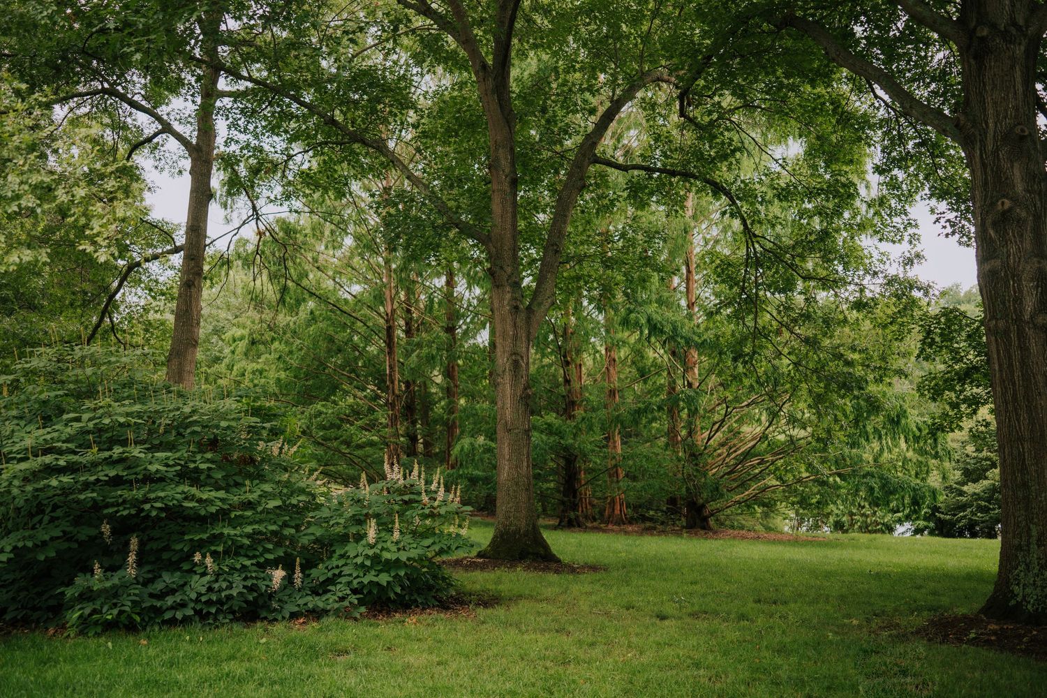 Peaceful woodland scene with tall trees and manicured lawn in a park setting.
