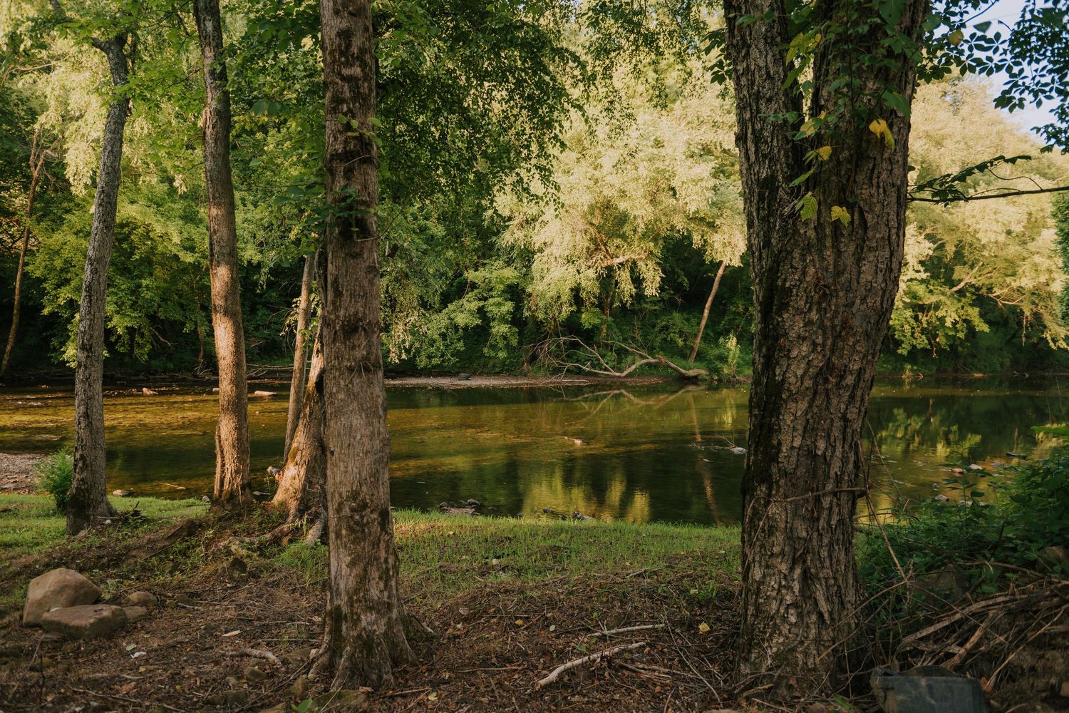 Serene forest river scene with tall trees and lush green foliage reflecting on calm water in a wooded setting.