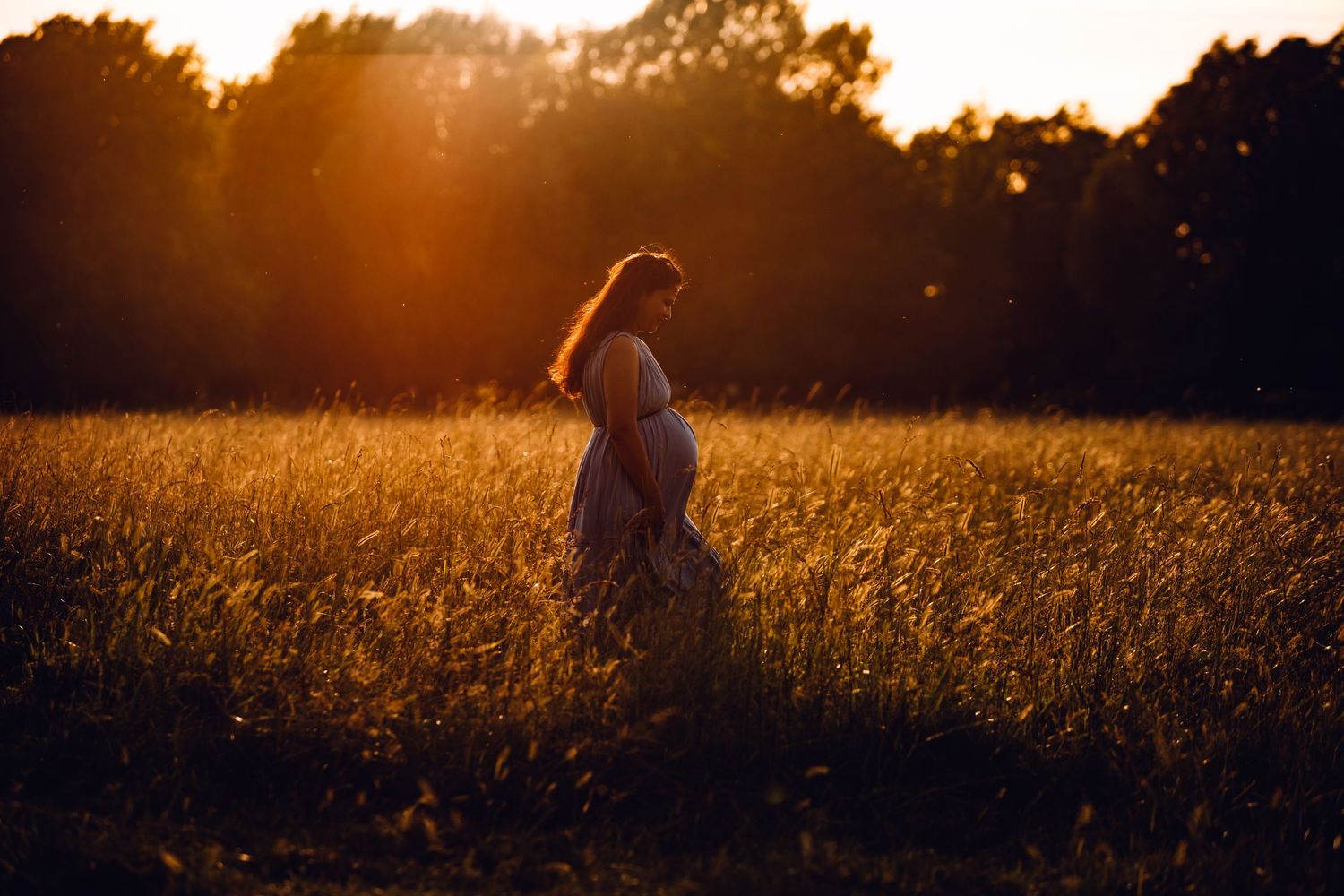 A golden wheat field glows warmly during sunset with trees silhouetted against the orange sky in the background.