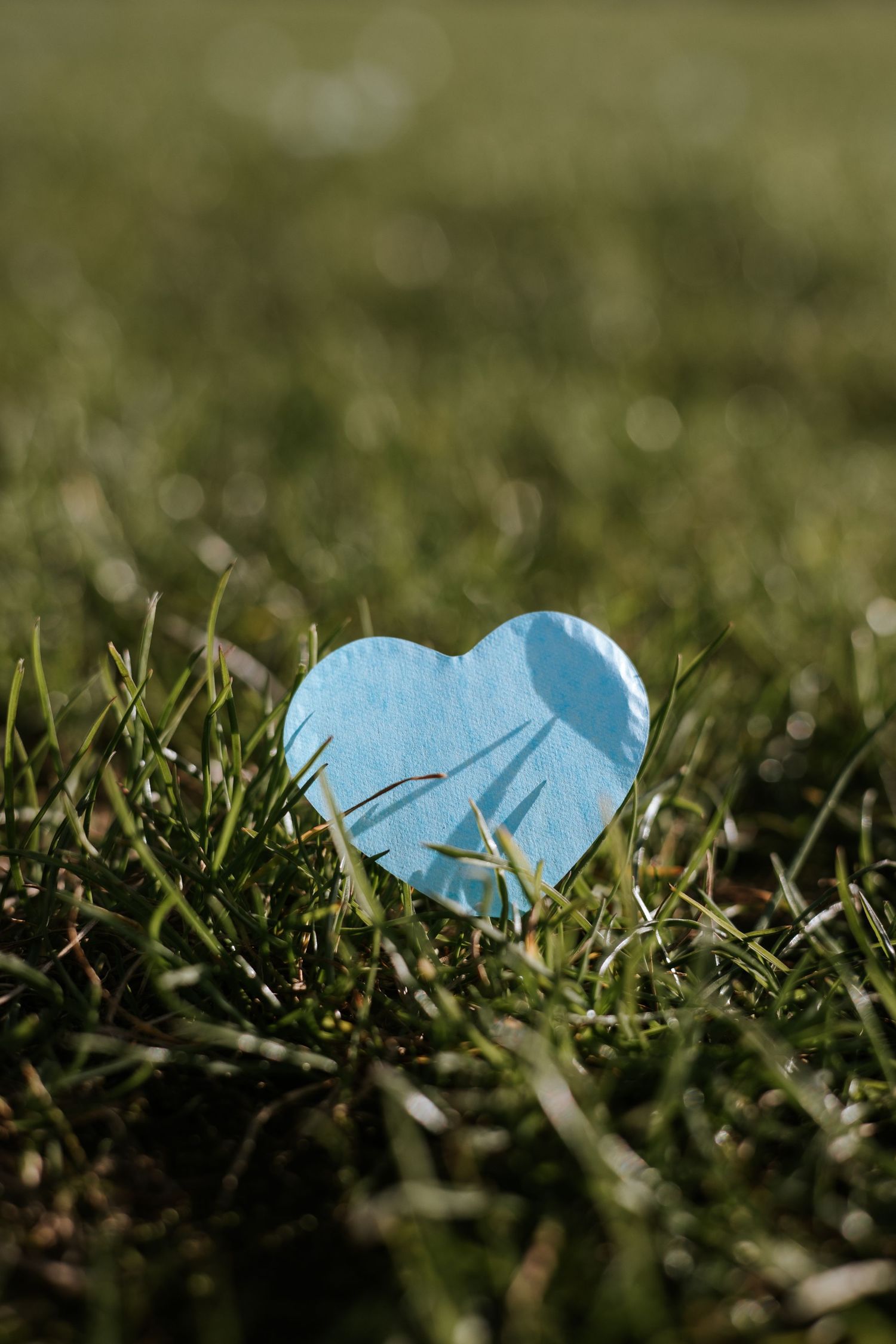 Light blue confetti hearts scattered on green grass in natural sunlight.