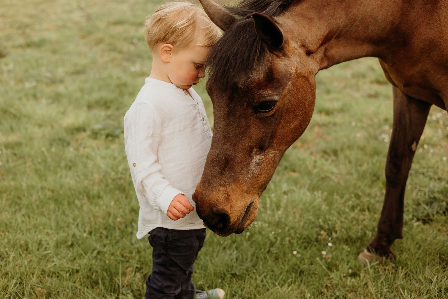 A gentle moment between a brown horse and a small child in a white sweater.