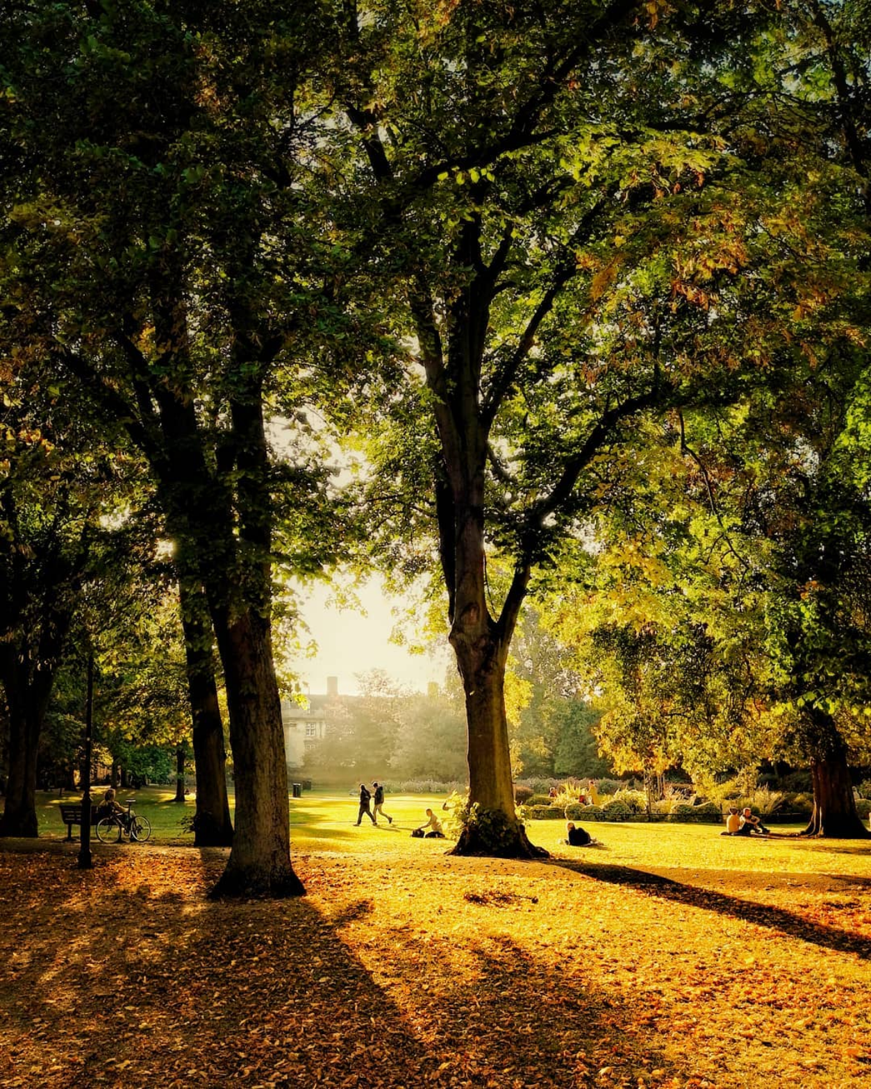 Sunlit autumn park path with golden fallen leaves scattered beneath tall trees creating long shadows.