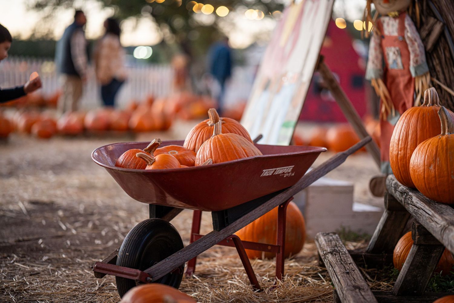 Orange pumpkins arranged on rustic wooden shelves with soft lighting and bokeh effects.