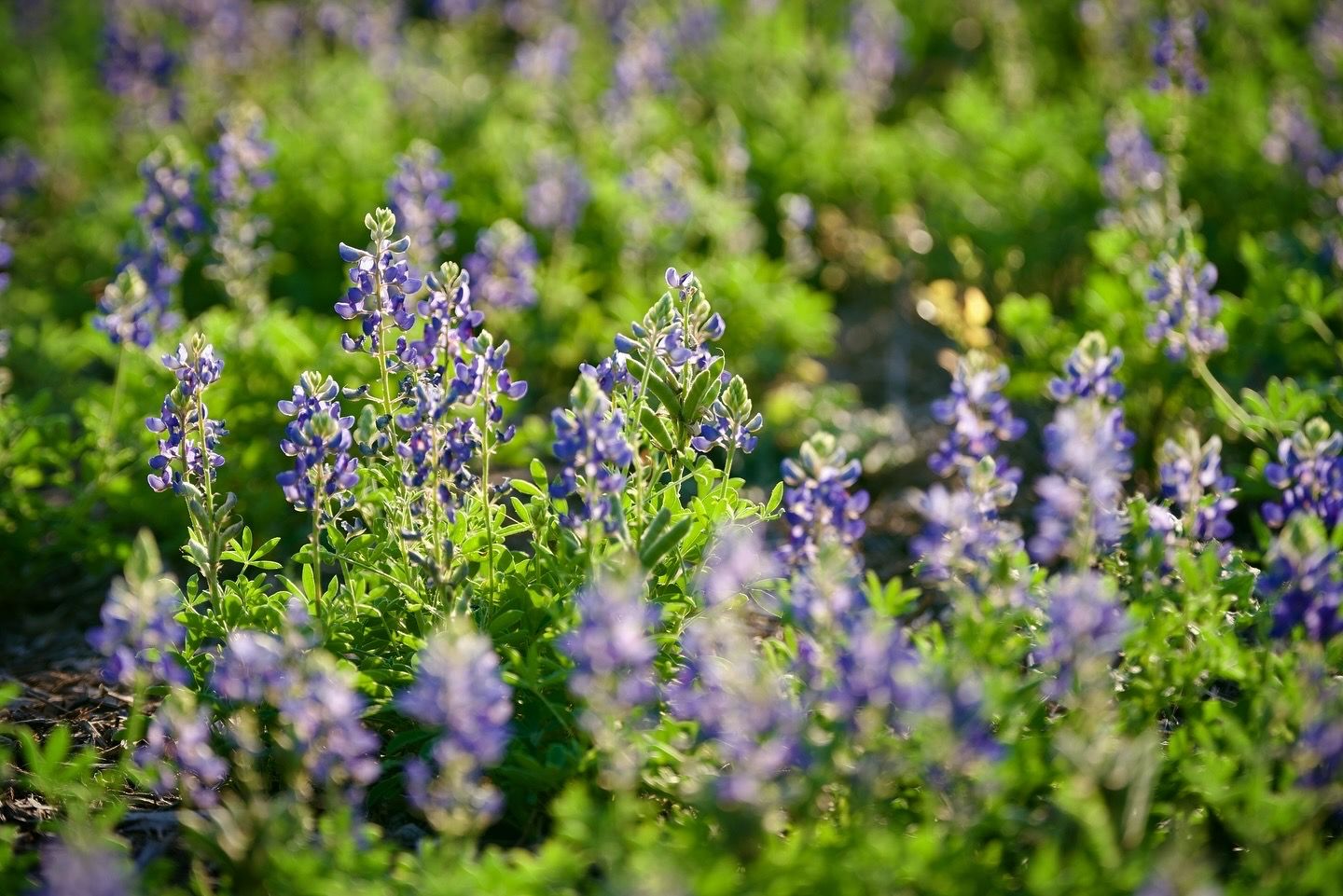 Purple wildflowers bloom among green foliage in natural garden setting.