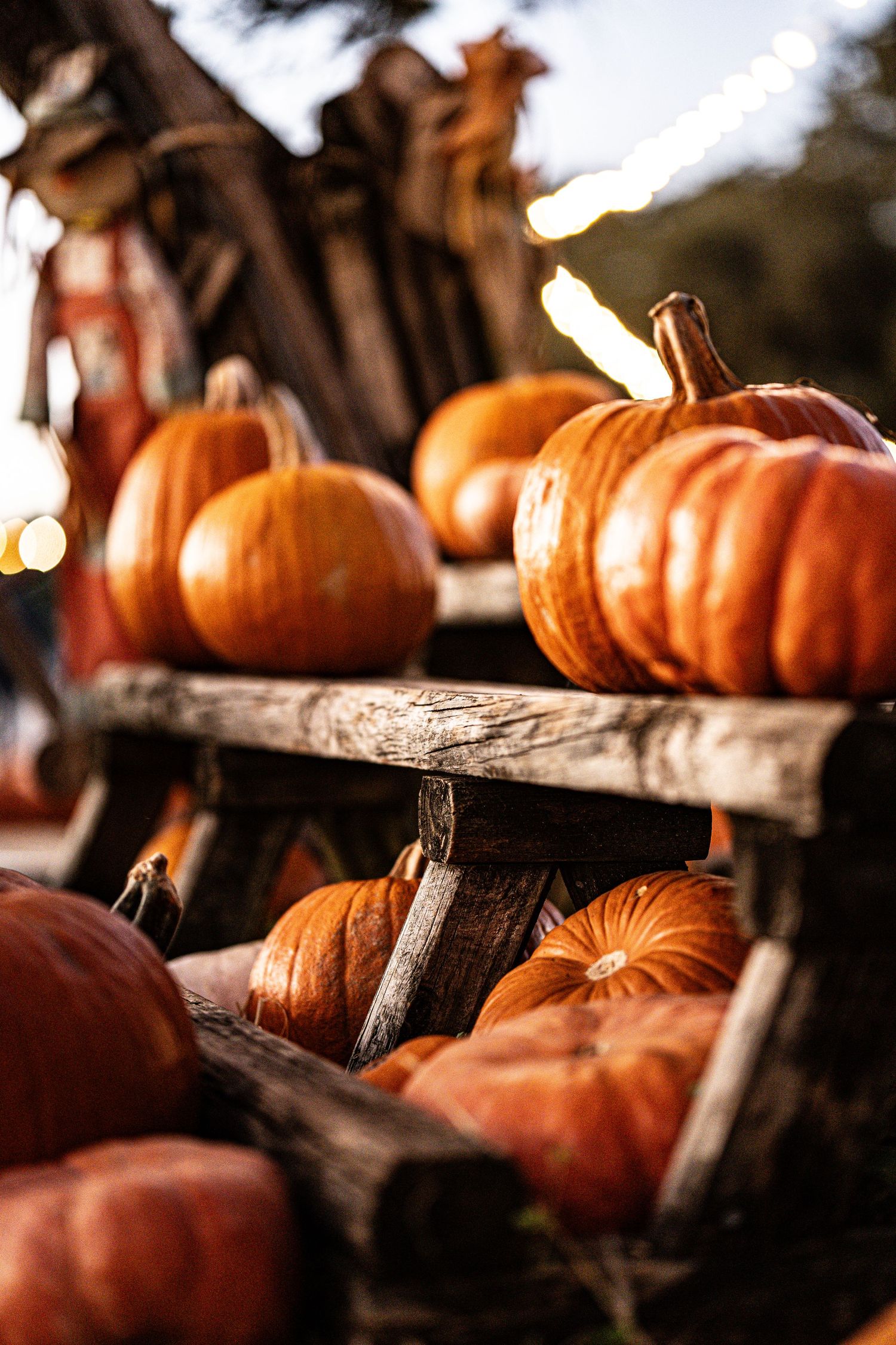 Autumn pumpkins displayed on weathered wooden surfaces in warm lighting.