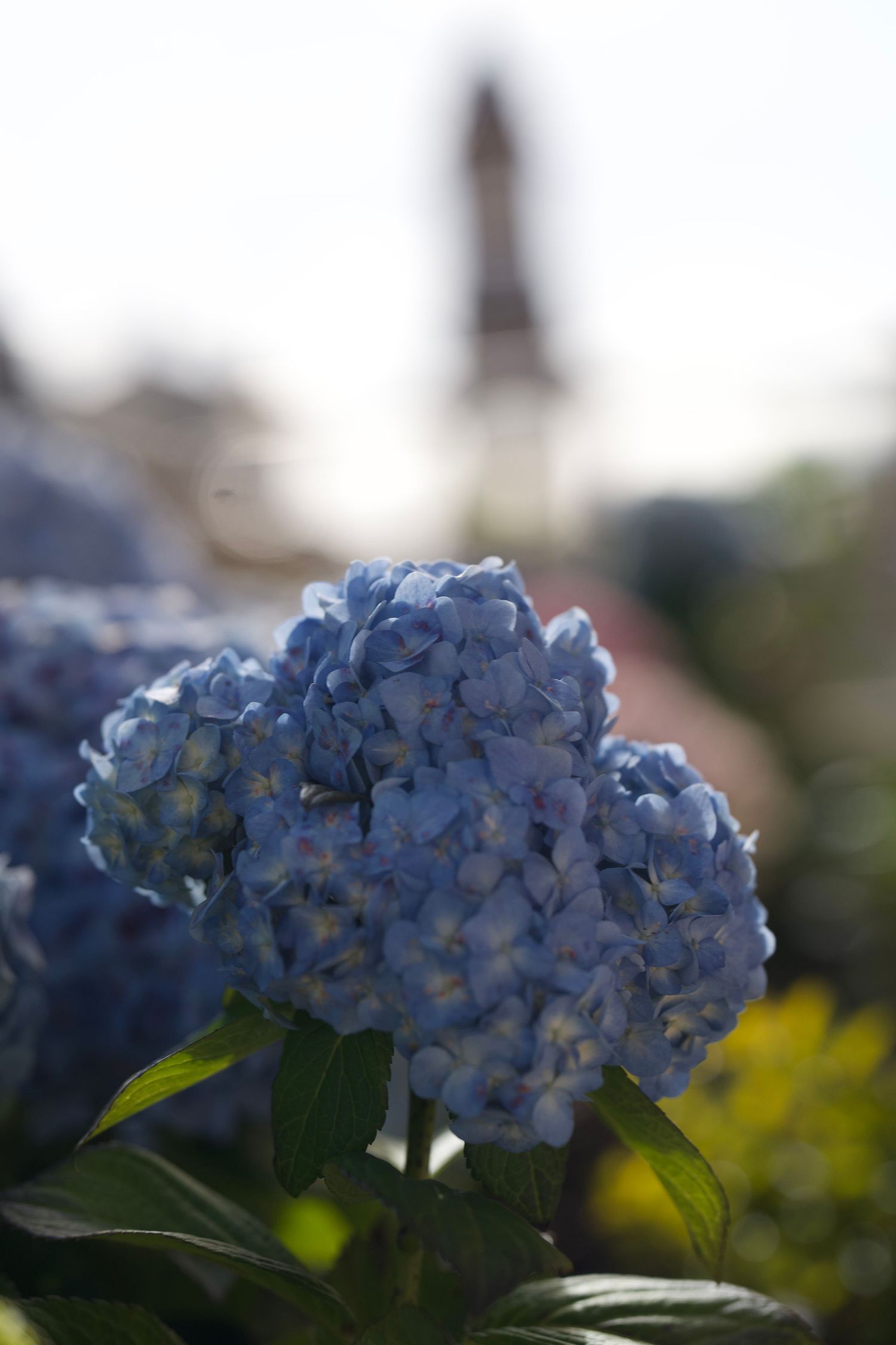 Close-up of blue hydrangea flowers in bloom against a blurred background.