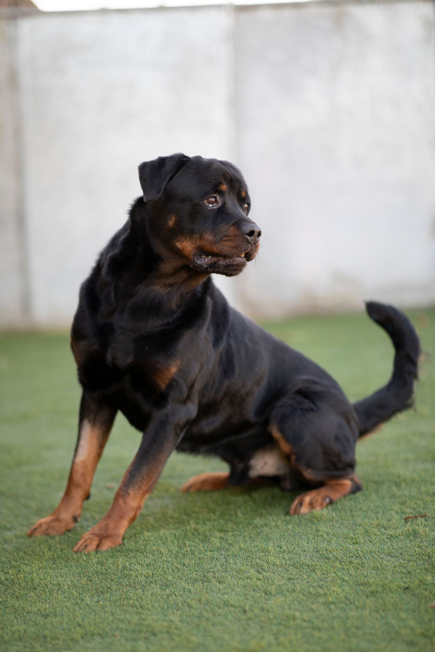 Rottweiler rescue dog sitting on green grass outdoors, looking to the side in soft natural light during a charity dog adoption photoshoot.