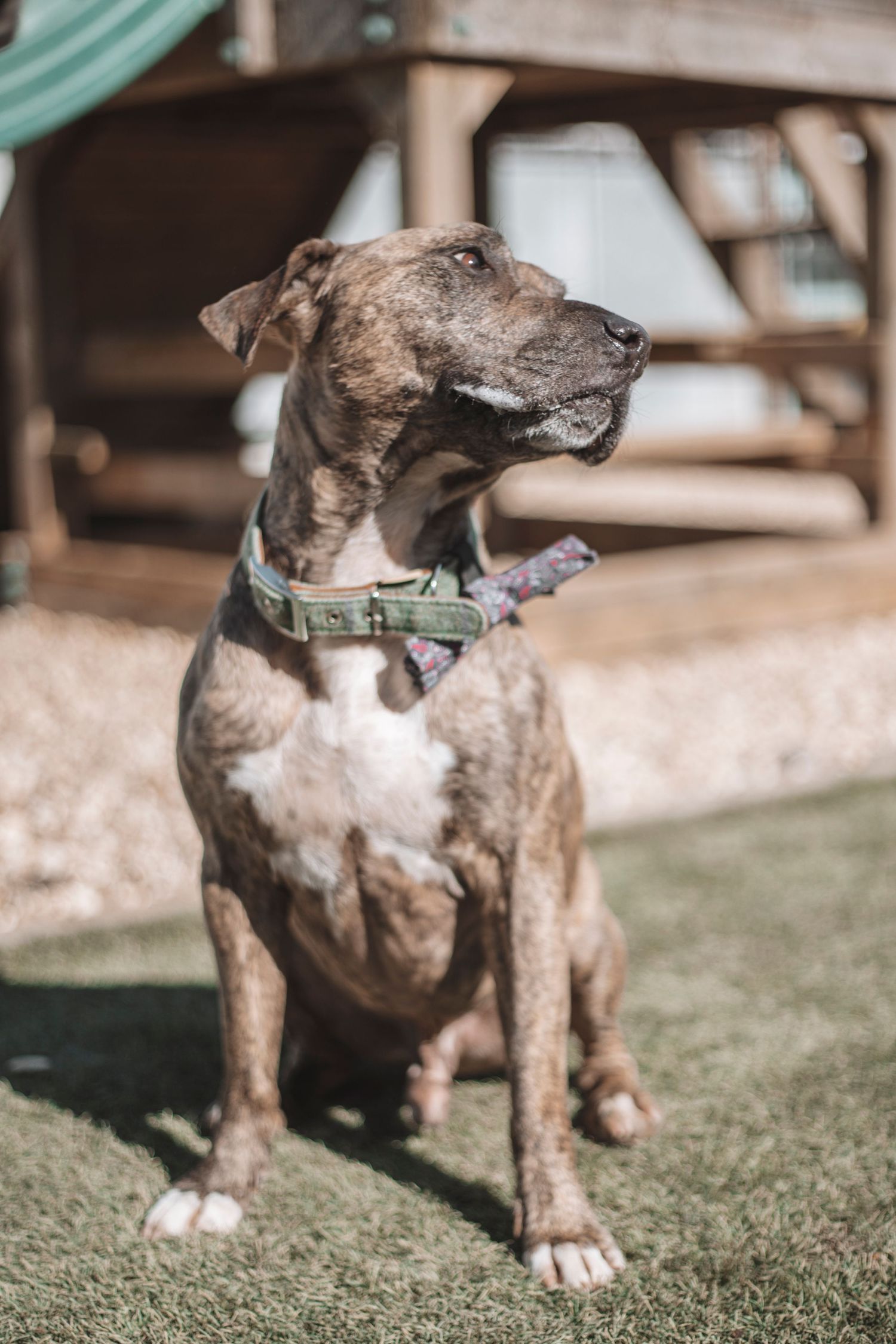 Rescue dog sitting on grass looking to the side, photographed outdoors in natural light for a charity dog adoption campaign.