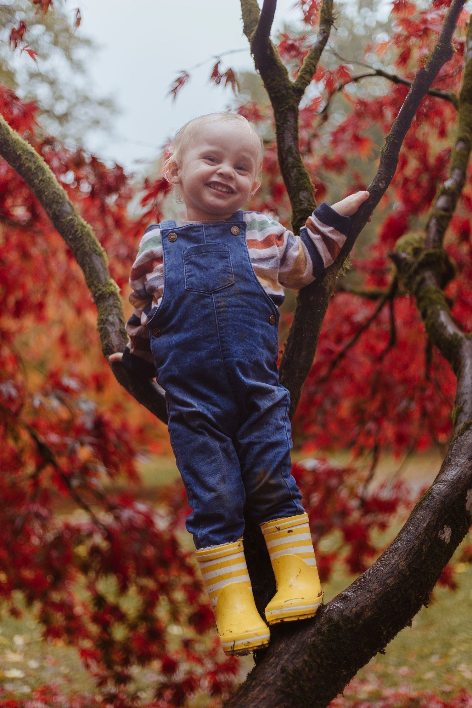 toddler climbing a tree