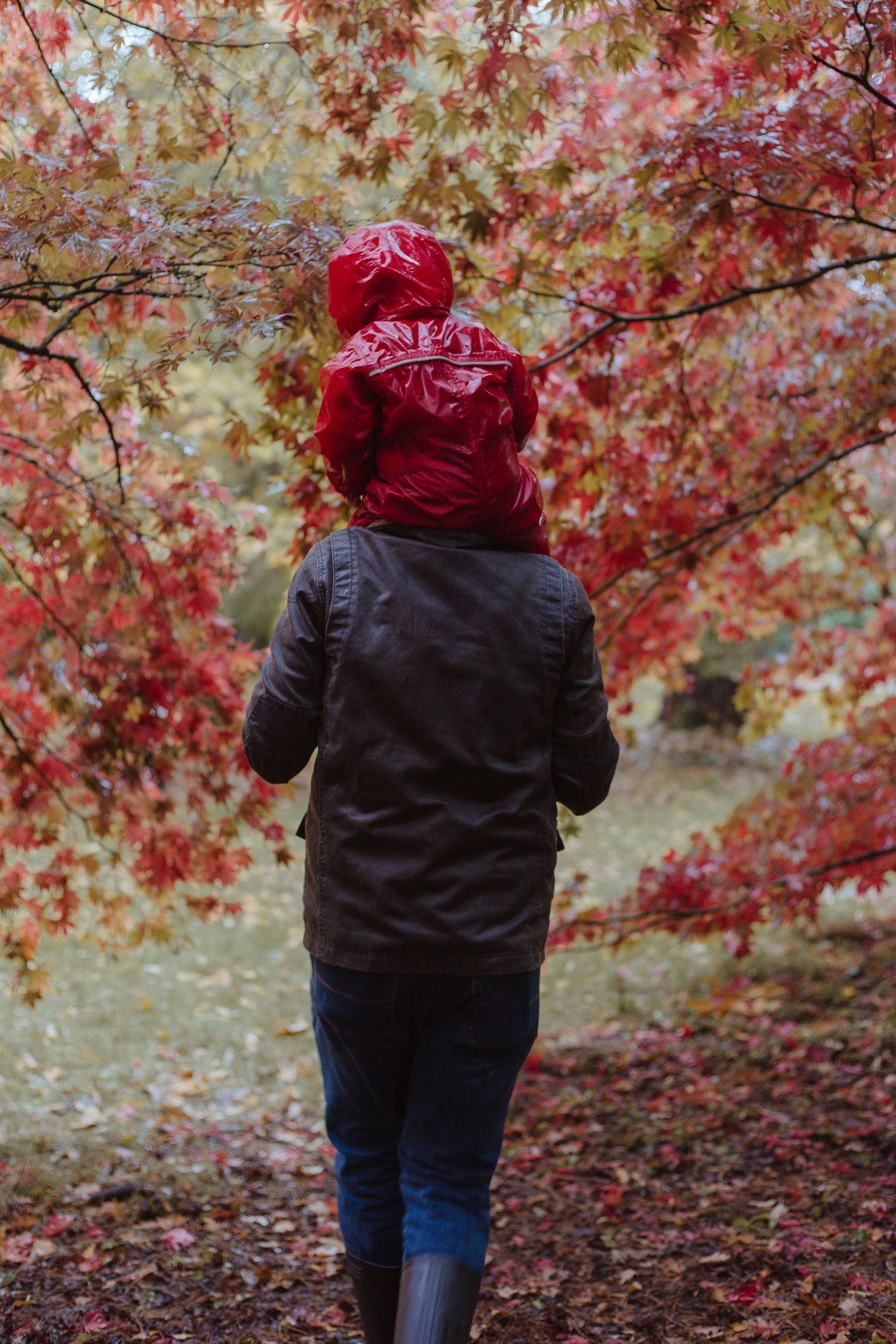 boy on his fathers shoulders walking through autumnal leaves
