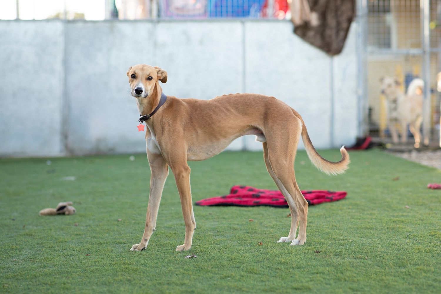 Tan rescue dog standing on grass outdoors, looking alert in soft natural light during a charity dog adoption photoshoot.