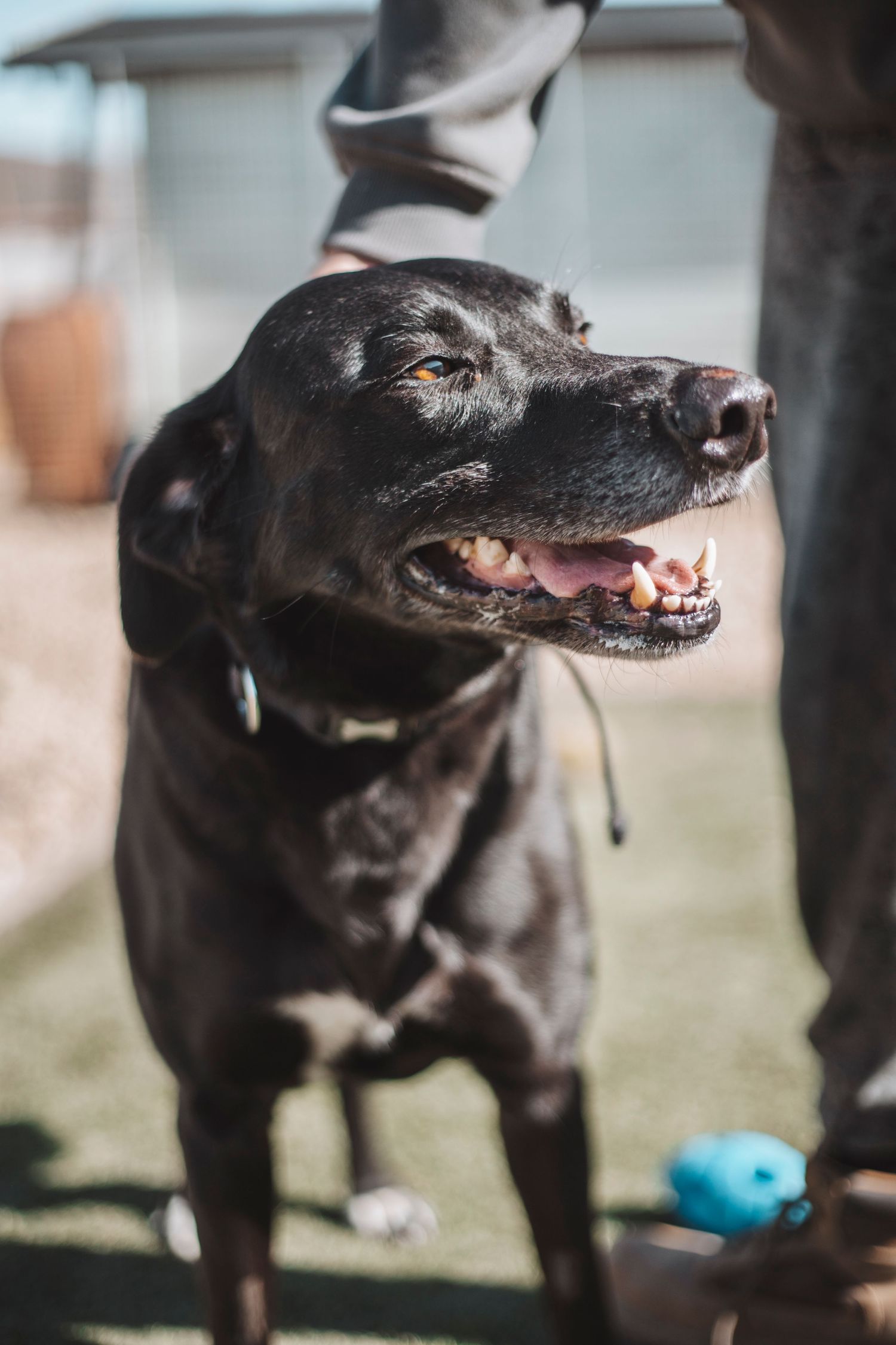 Rescue dog standing happily outdoors with a handler, captured in bright natural light during a charity dog adoption photoshoot.