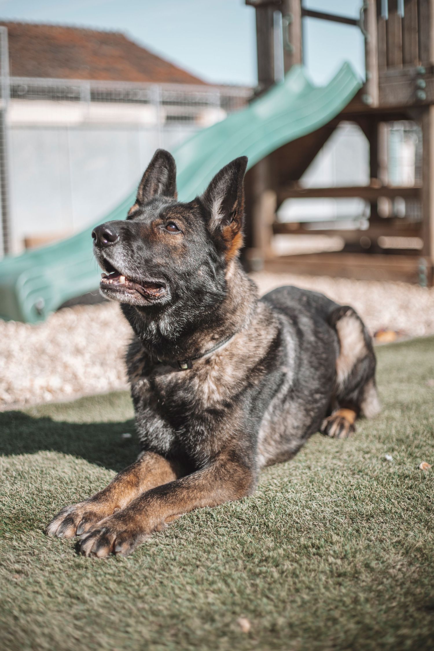 Rescue dog lying on grass outdoors near a playground, photographed in bright natural light for a charity dog adoption campaign.