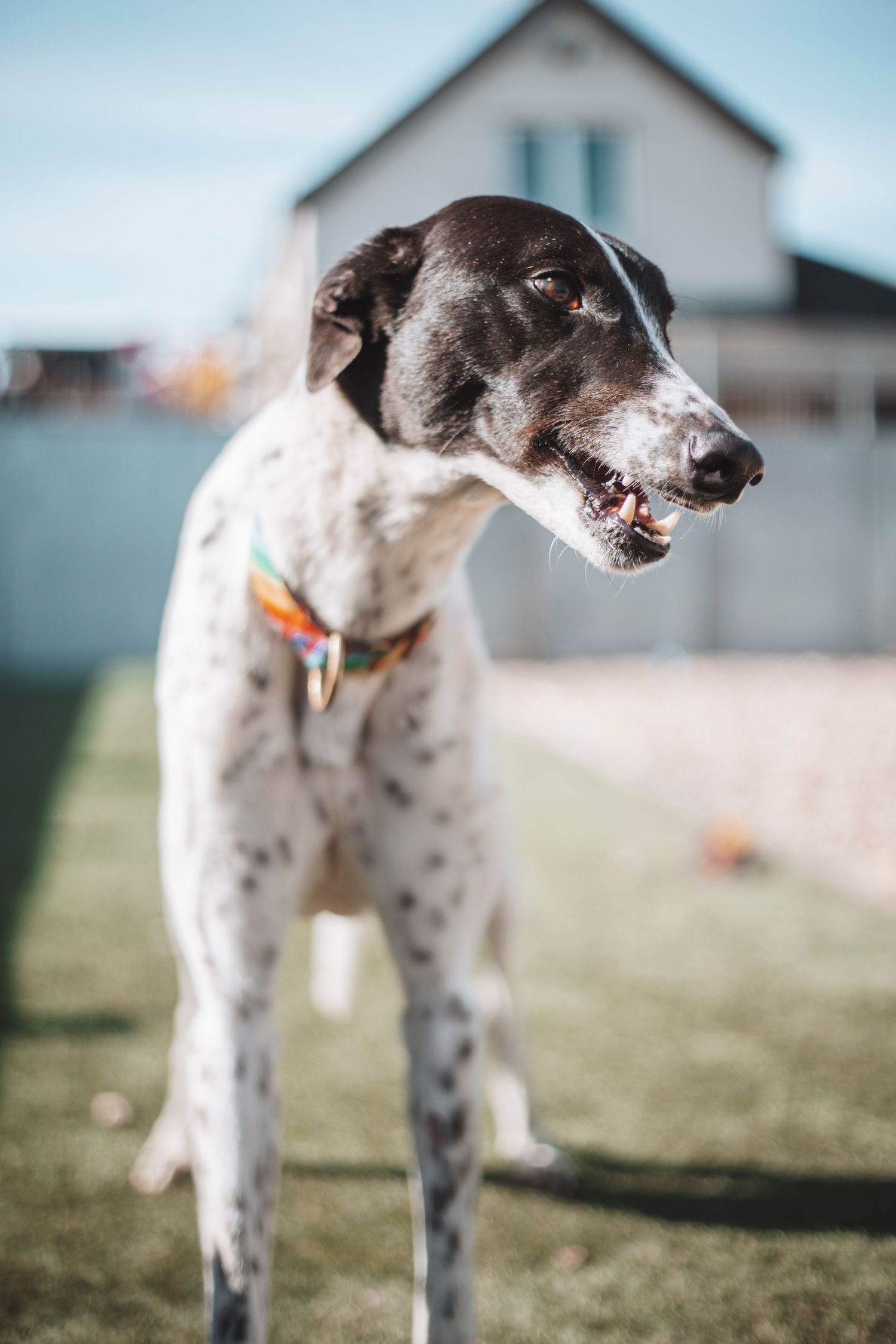 White and black rescue dog standing on grass outdoors in bright natural light, photographed for a charity dog adoption campaign.