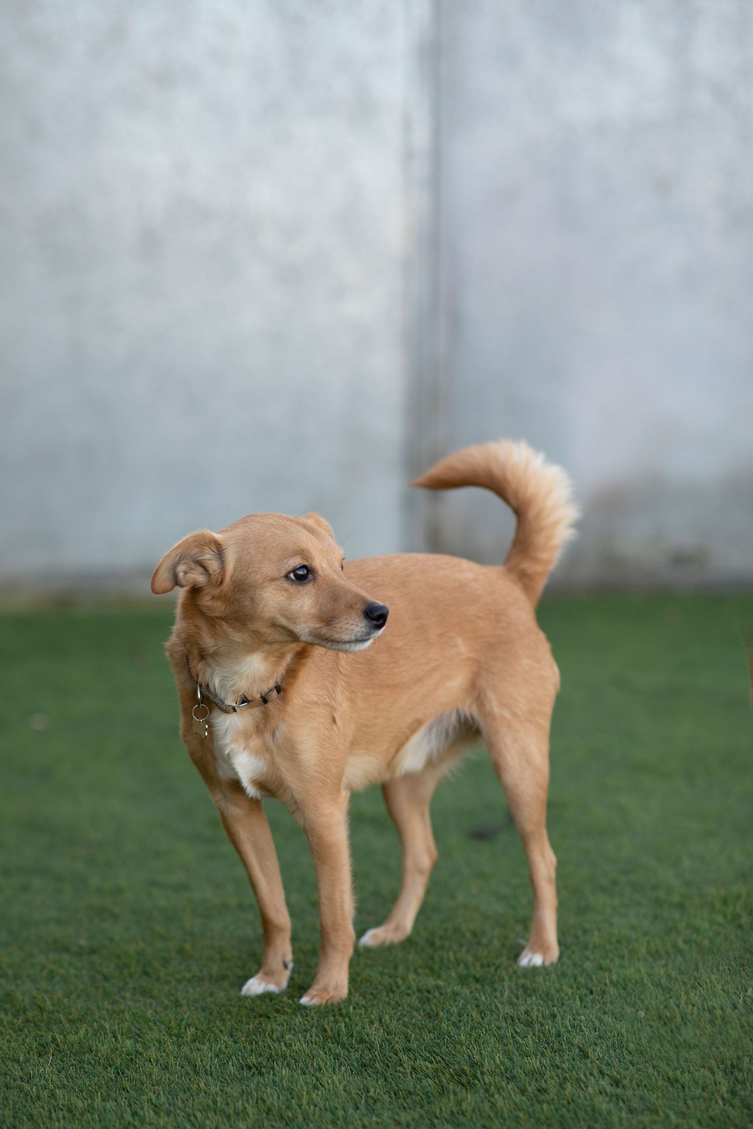 Small tan rescue dog standing on grass, looking off to the side during an outdoor animal shelter photoshoot.